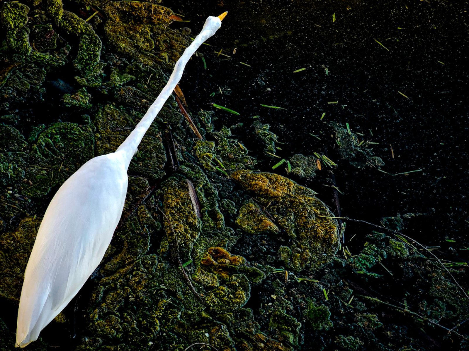 European Photography Awards Winner - Grace in the Mire: The Quiet Divide