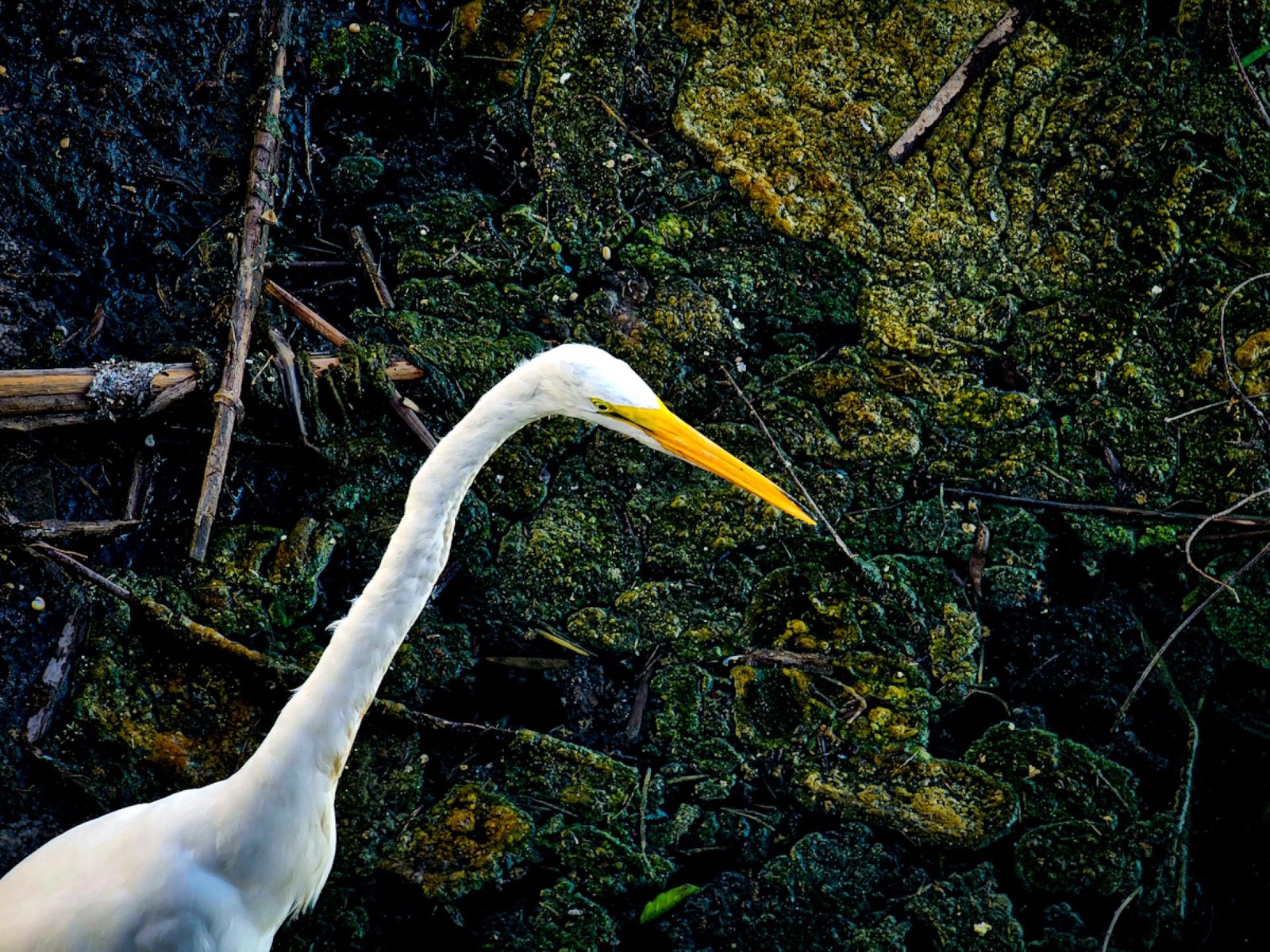 European Photography Awards Winner - Grace in the Mire: The Quiet Divide