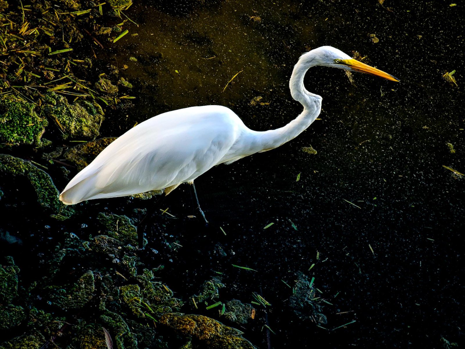 European Photography Awards Winner - Grace in the Mire: The Quiet Divide