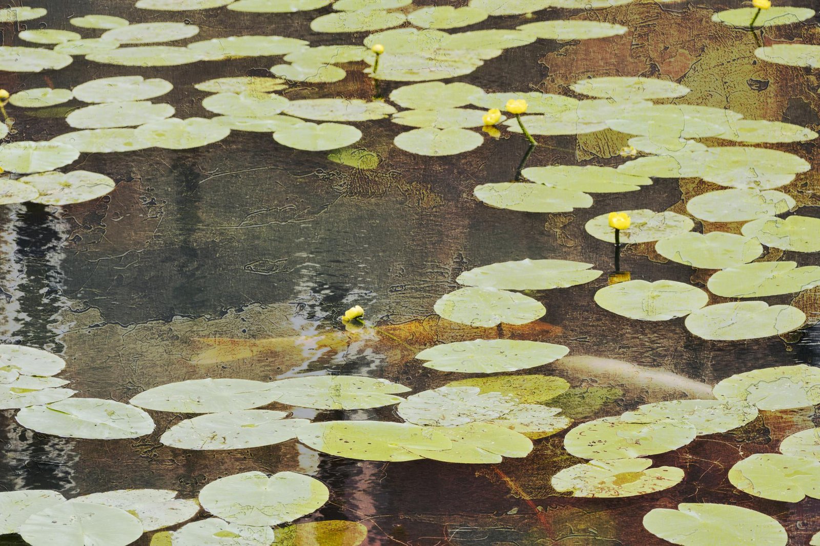 European Photography Awards Winner - The Echo of Light