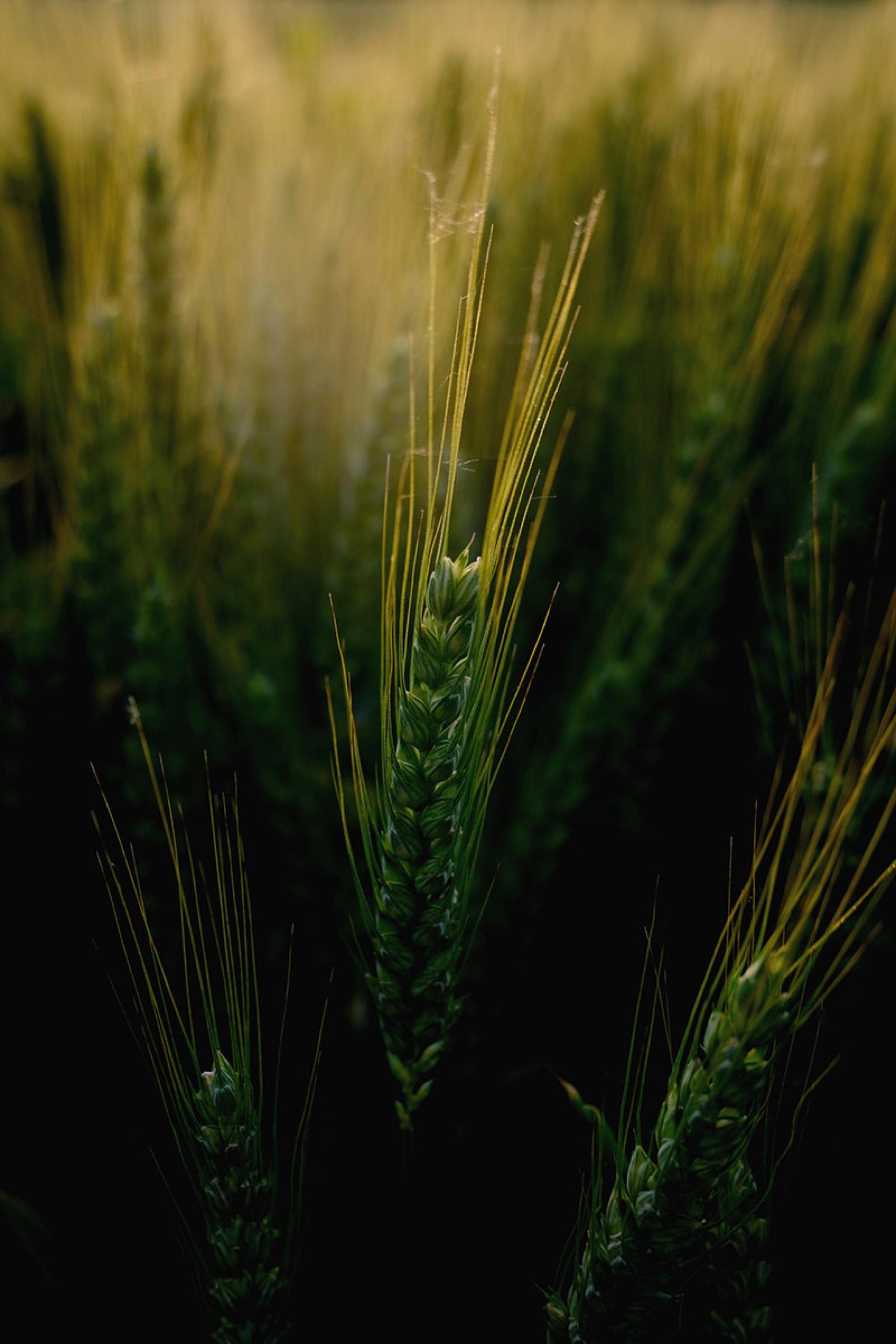European Photography Awards Winner - The Healing Silence of Nature