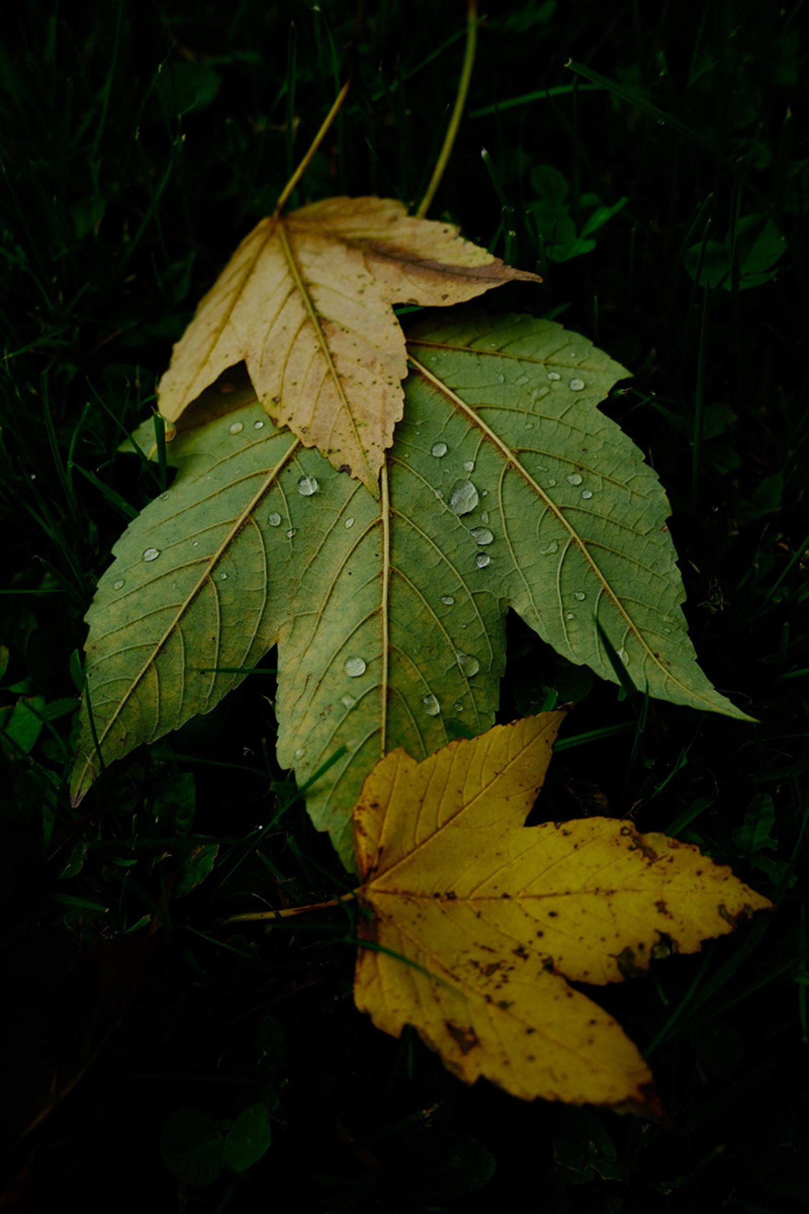 European Photography Awards Winner - The Healing Silence of Nature