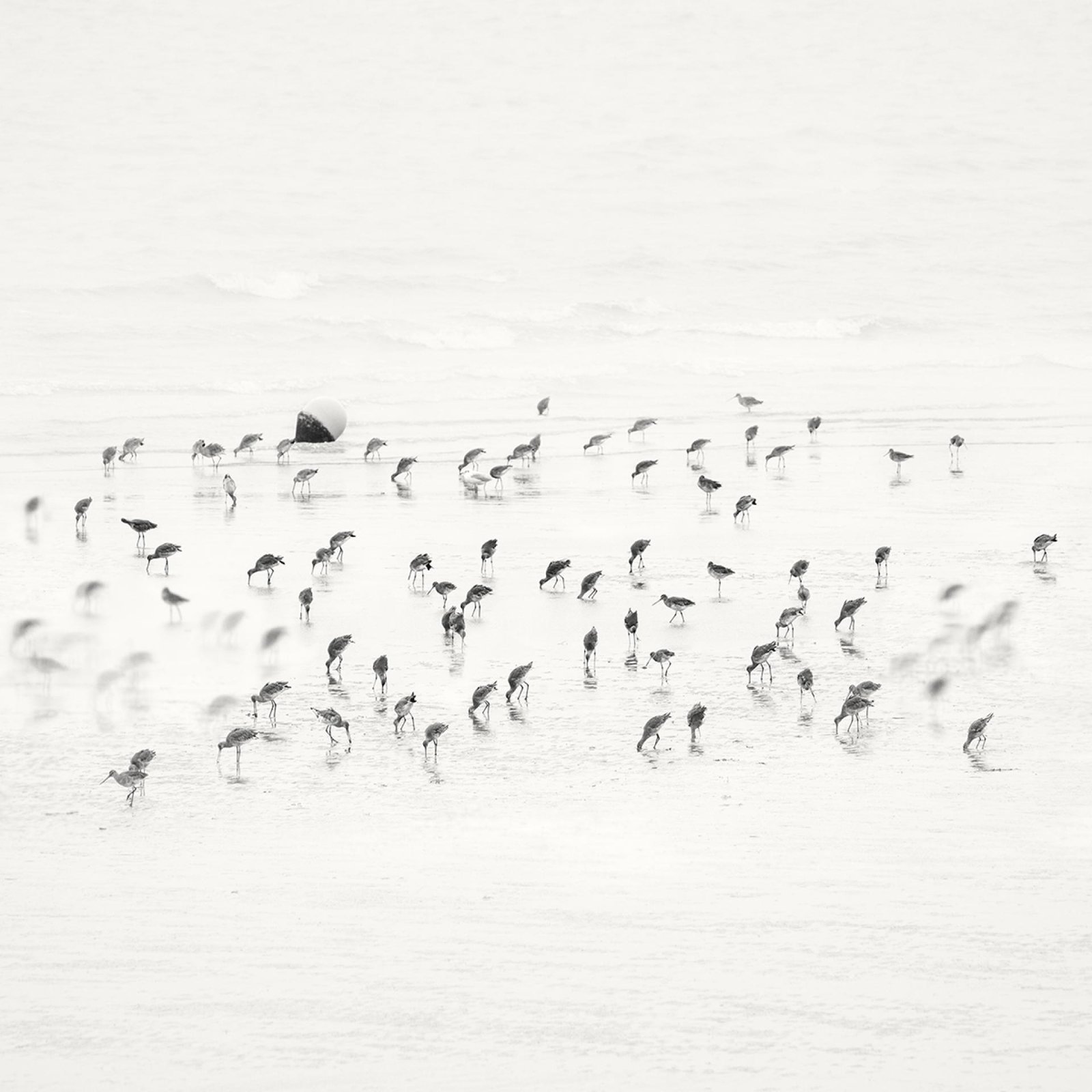 European Photography Awards Winner - Low Tide. Coastal Birds 