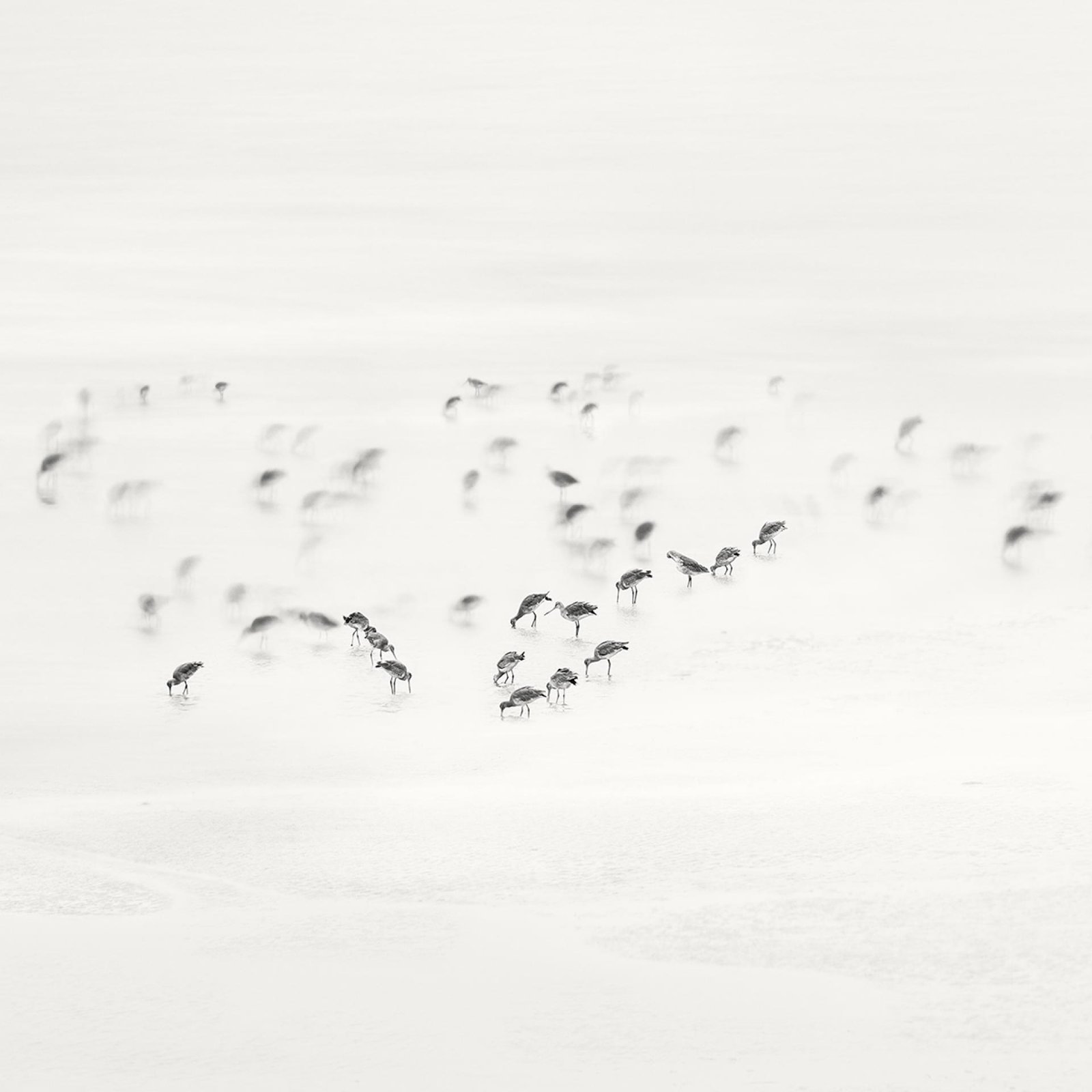 European Photography Awards Winner - Low Tide. Coastal Birds 