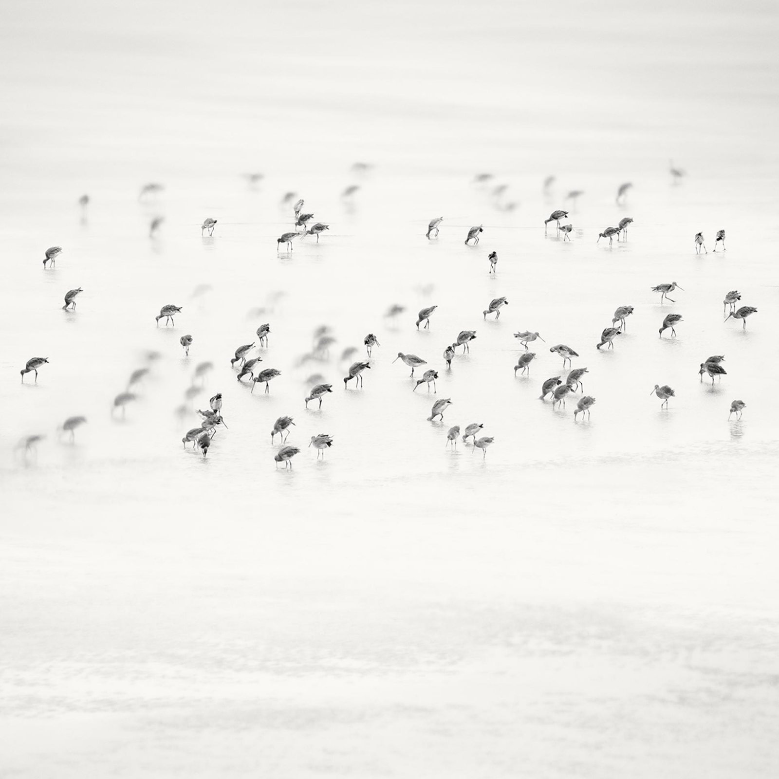 European Photography Awards Winner - Low Tide. Coastal Birds 