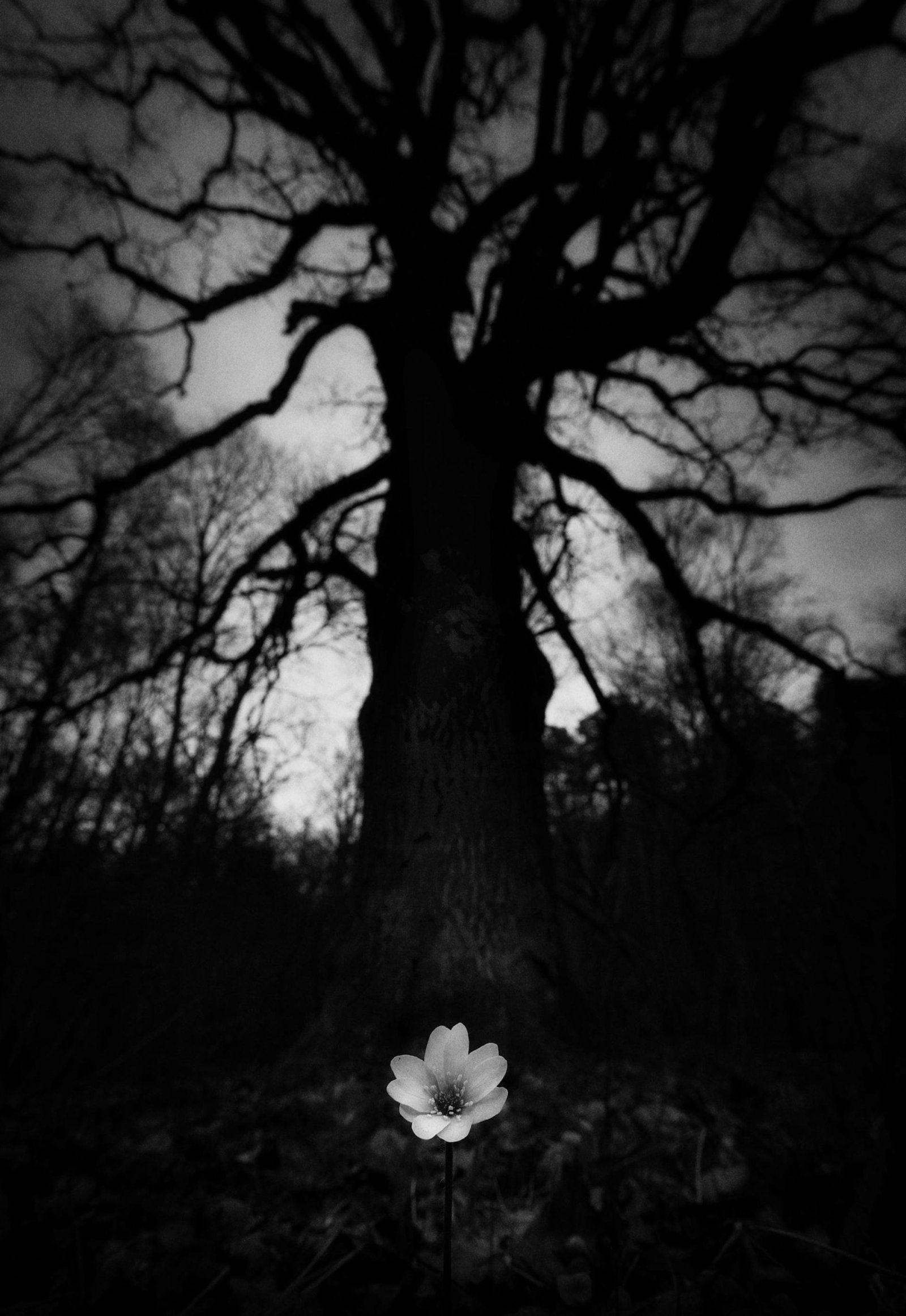 European Photography Awards Winner - Threatening spring