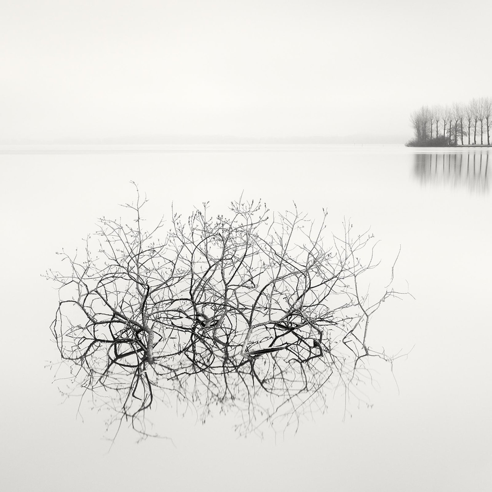 European Photography Awards Winner - Floating Trees 