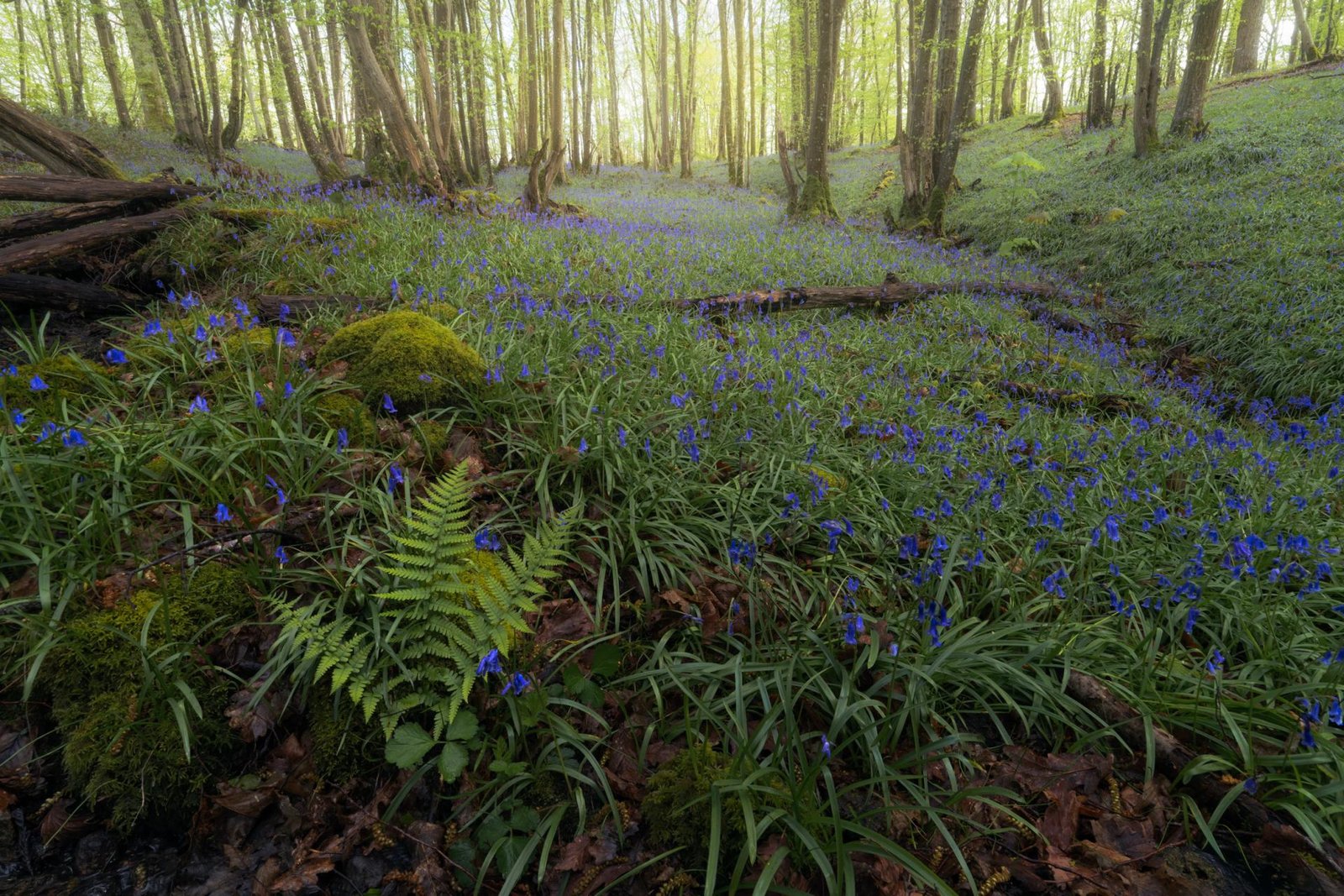 European Photography Awards Winner - The bluebell awakening