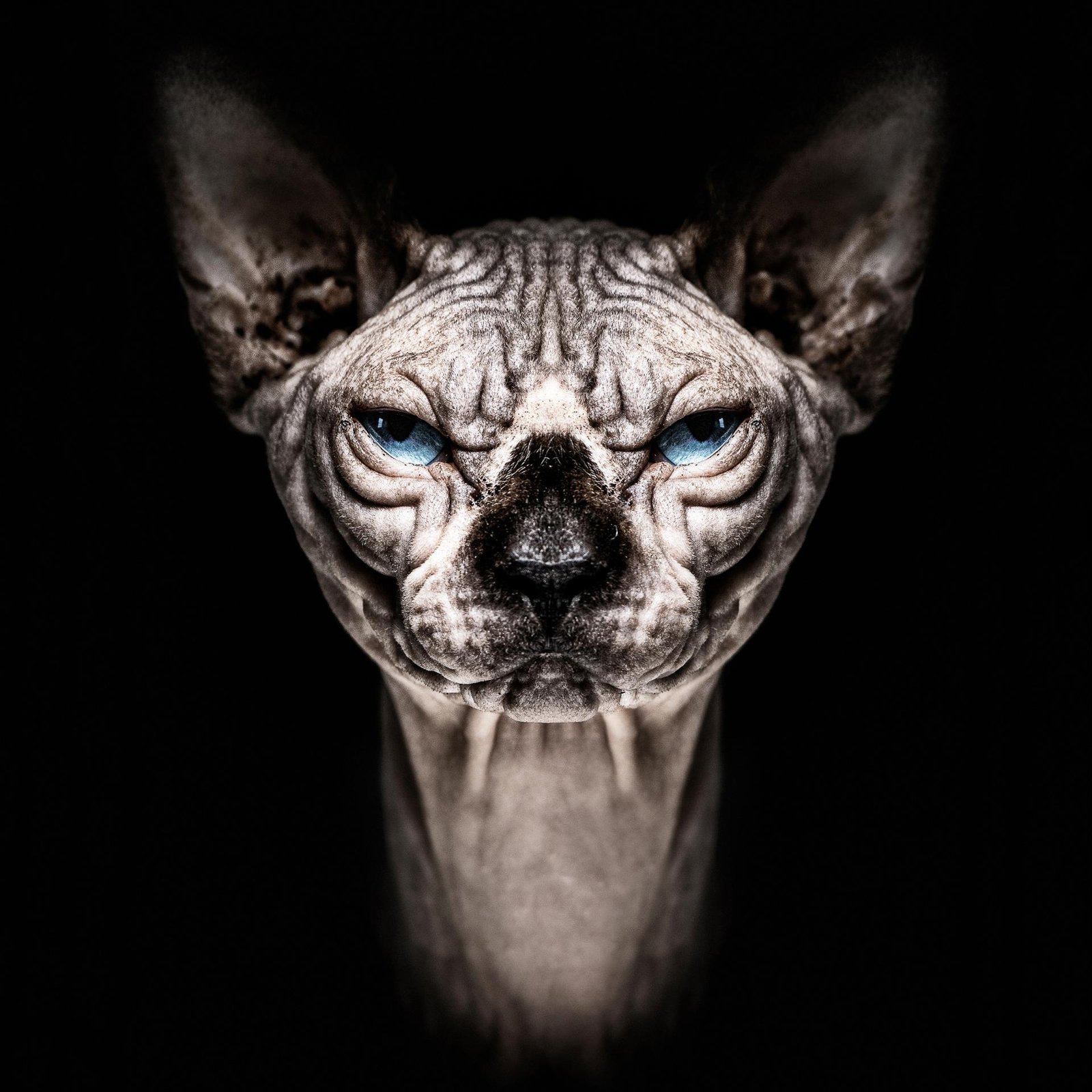 European Photography Awards Winner - Animalia Humanitas