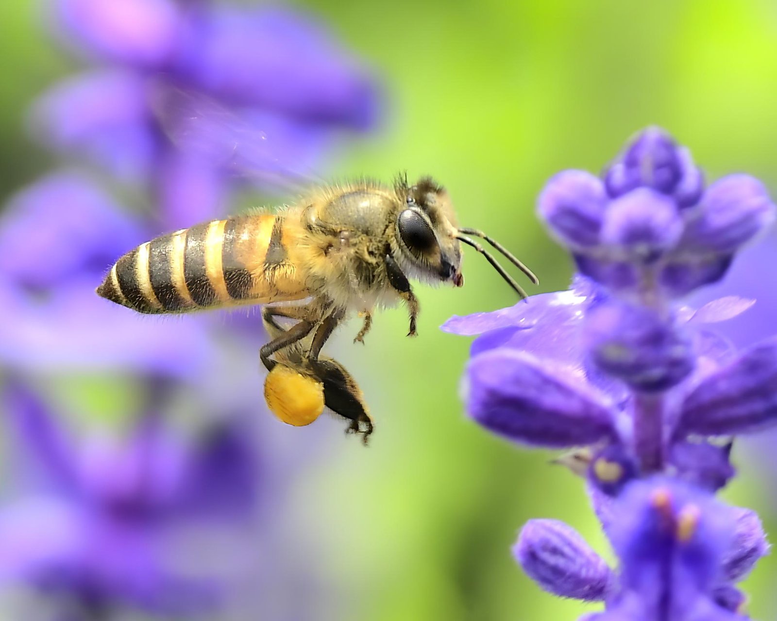 European Photography Awards Winner - Pollination Insects