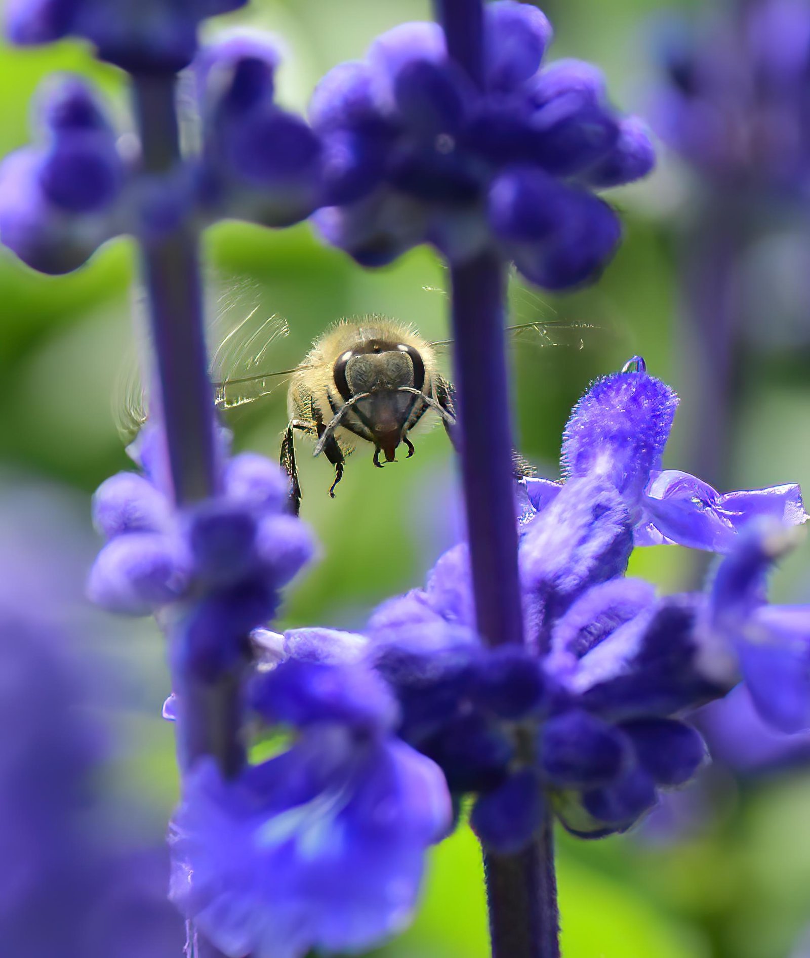 European Photography Awards Winner - Pollination Insects