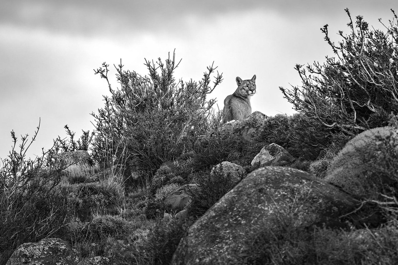 European Photography Awards Winner - Wind Watcher