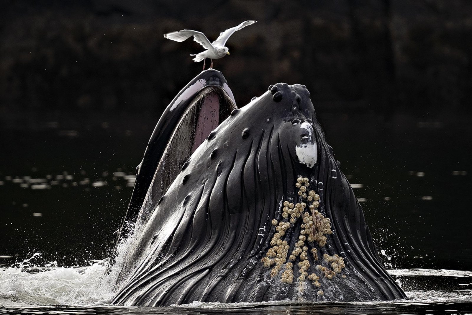 European Photography Awards Winner - Edge of the Feast
