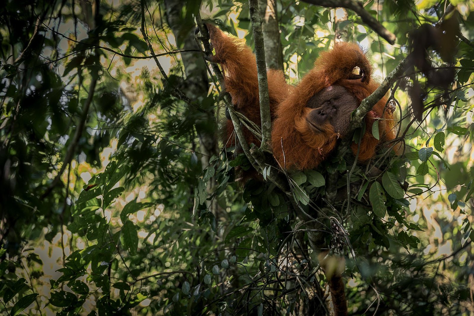 European Photography Awards Winner - The vulnerable temple of the orange spirit