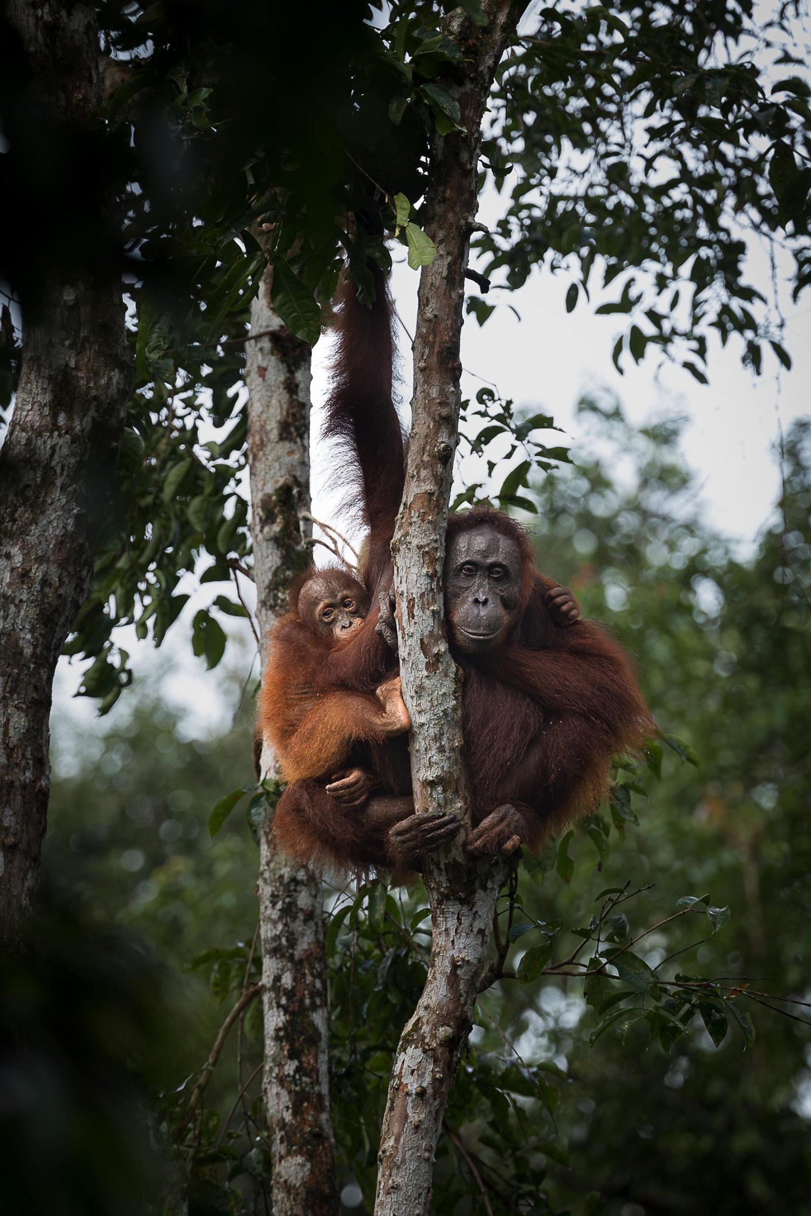 European Photography Awards Winner - The vulnerable temple of the orange spirit