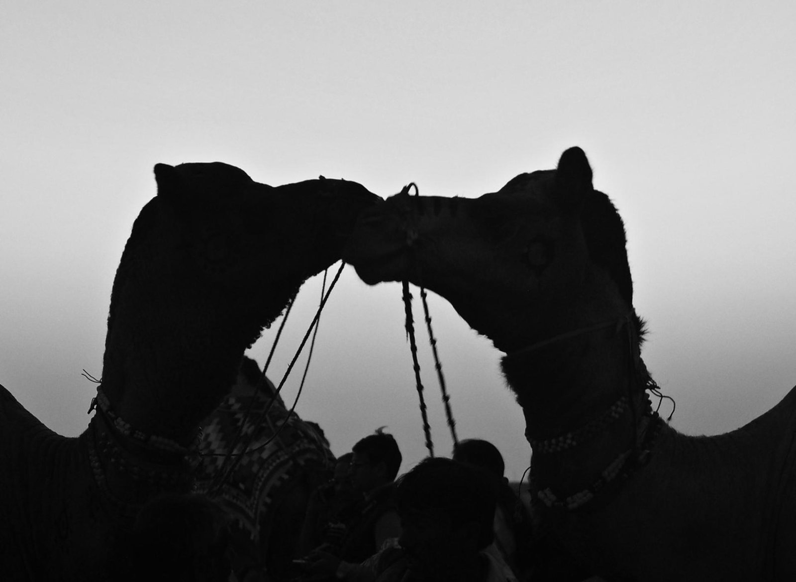 European Photography Awards Winner - Kissing Camels