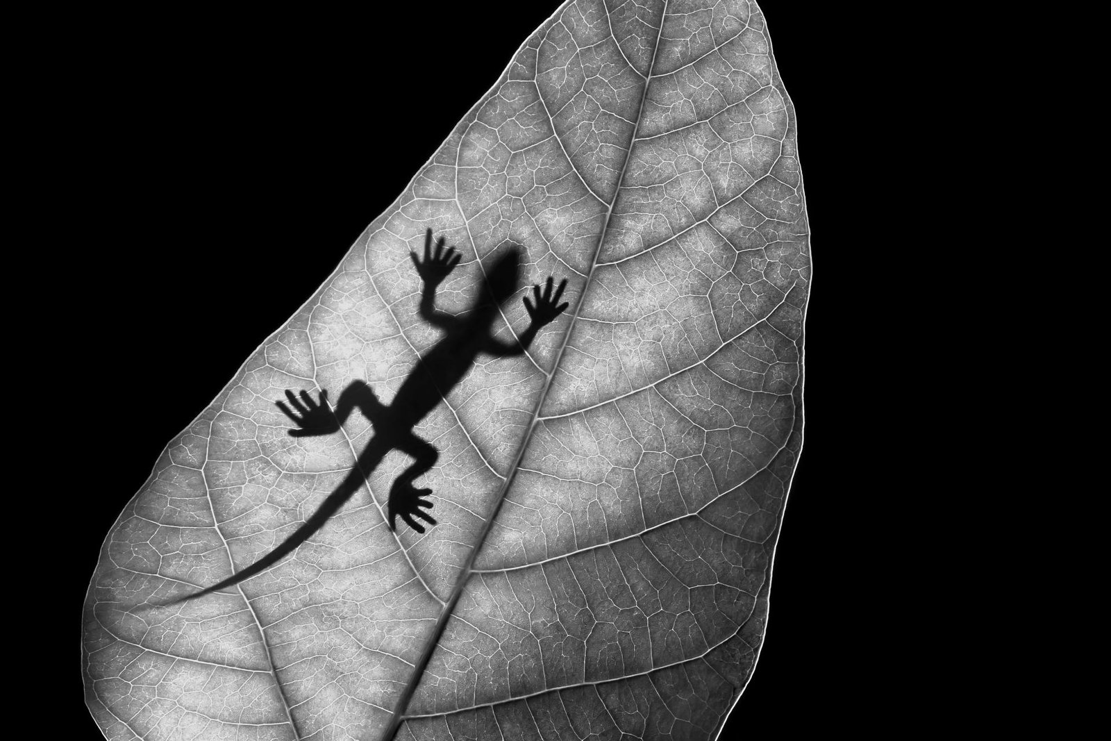European Photography Awards Winner - Phantom of Lizard