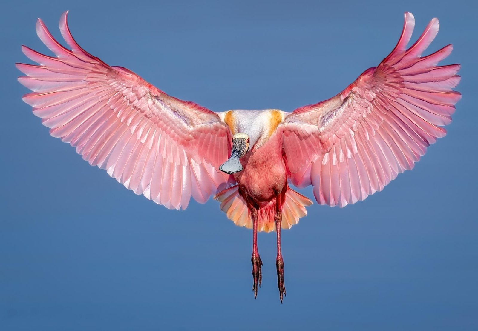 European Photography Awards Winner - Spread Out