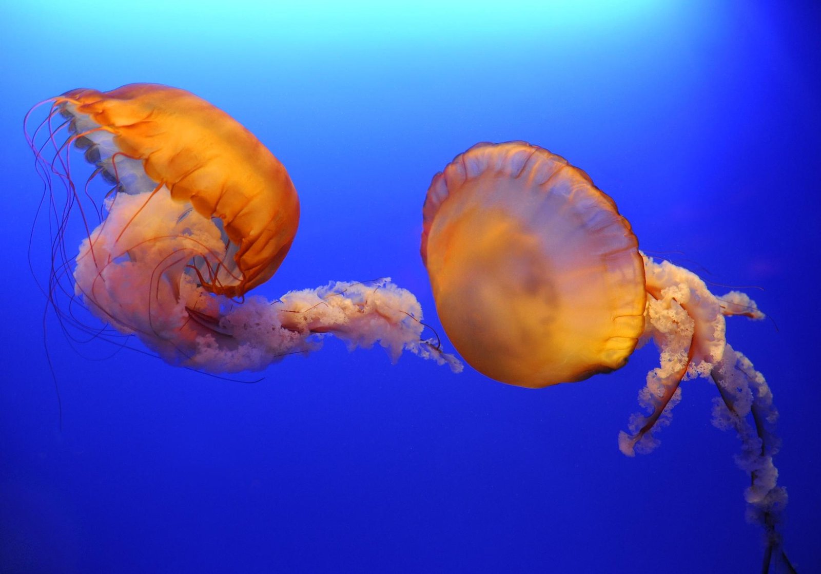 European Photography Awards Winner - Jellyfish