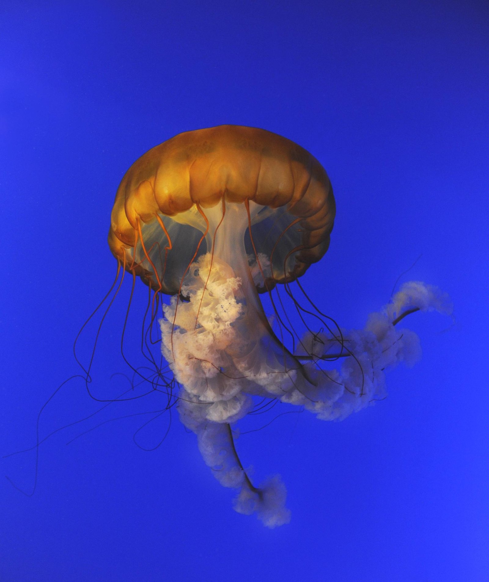 European Photography Awards Winner - Jellyfish