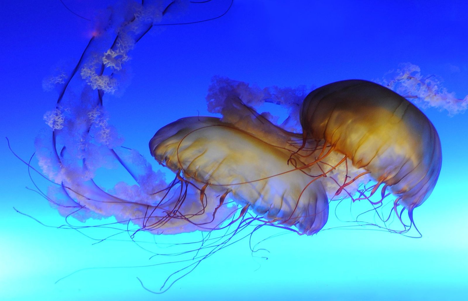 European Photography Awards Winner - Jellyfish