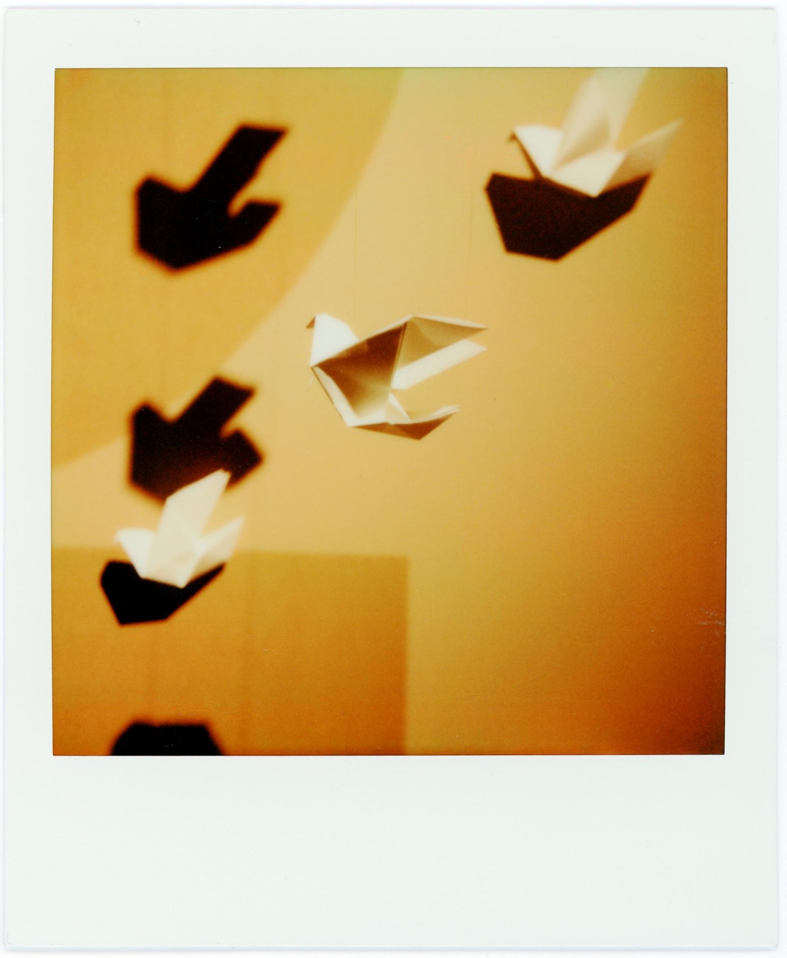 European Photography Awards Winner - Wings of Duality