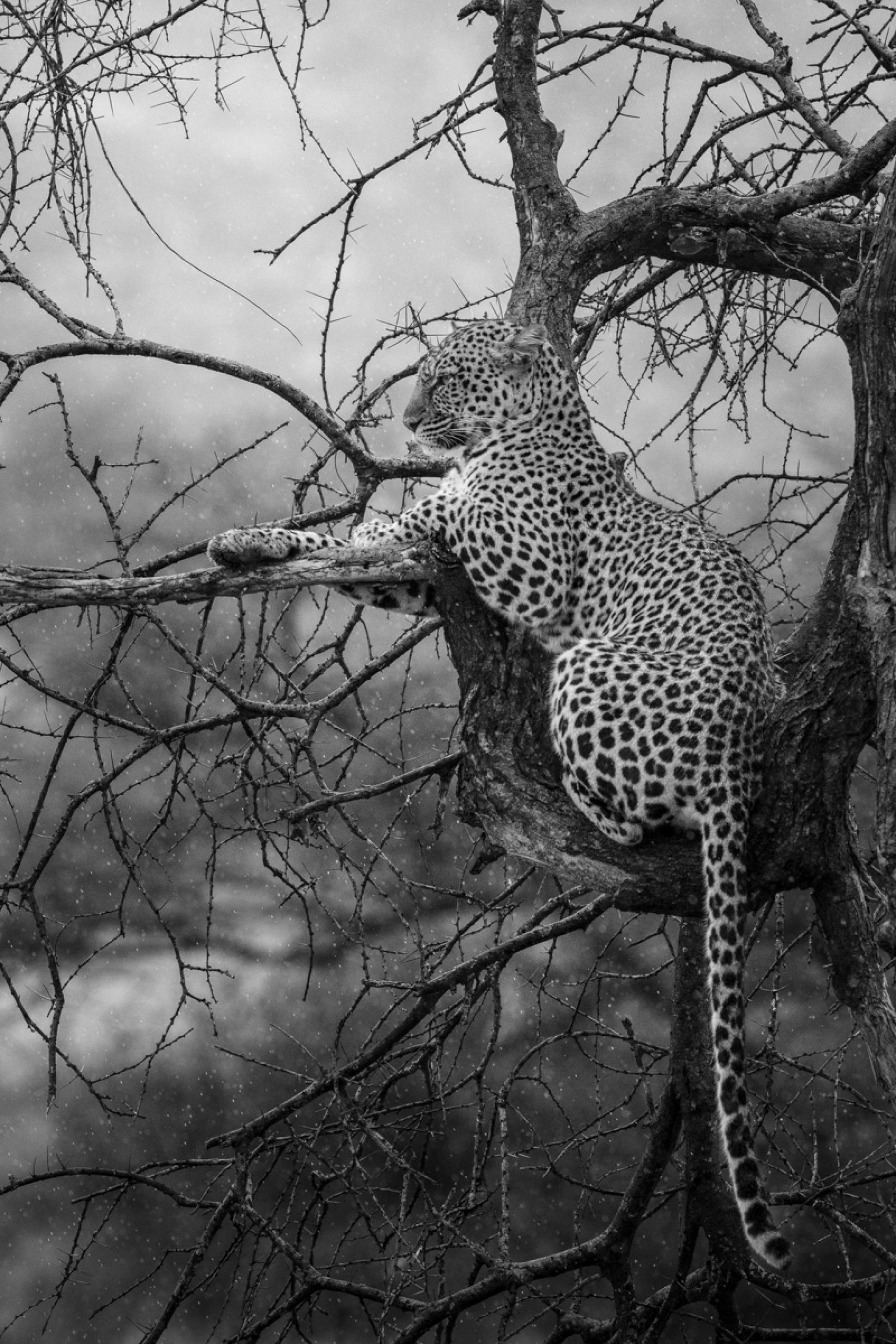 European Photography Awards Winner - Among the Branches