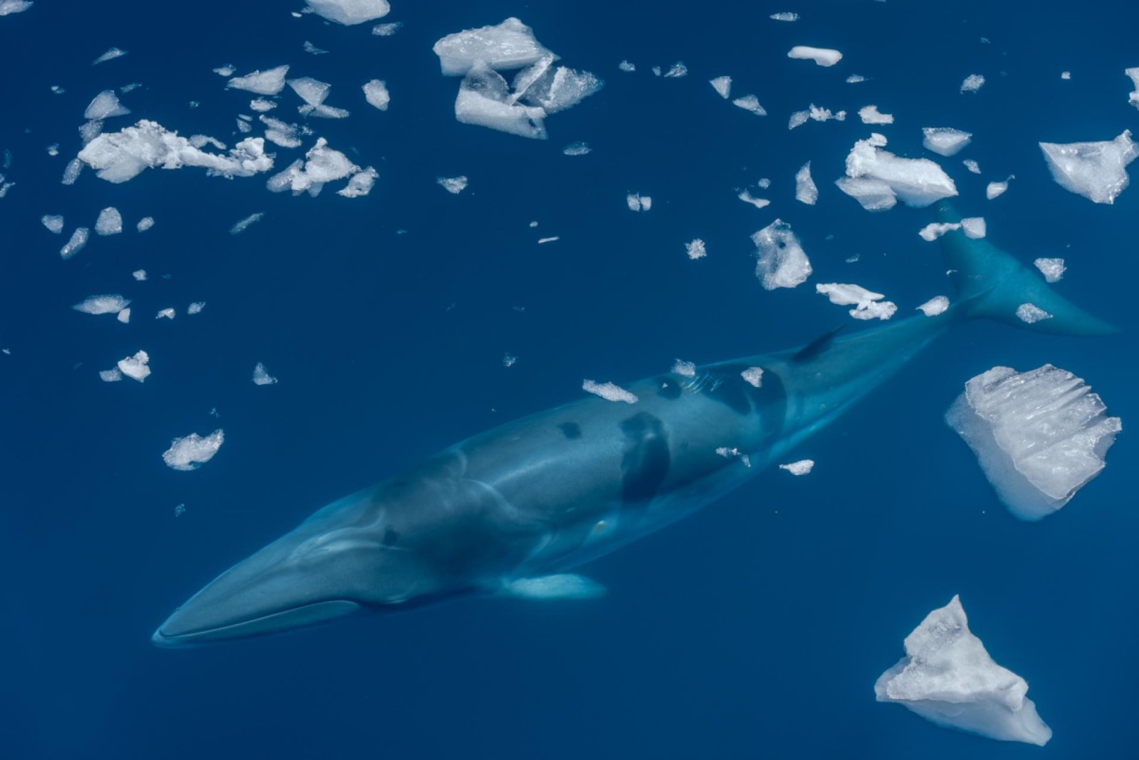 European Photography Awards Winner - Beneath the Ice