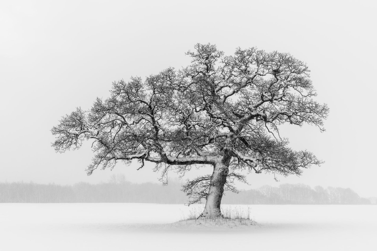 European Photography Awards Winner - Against the Snow