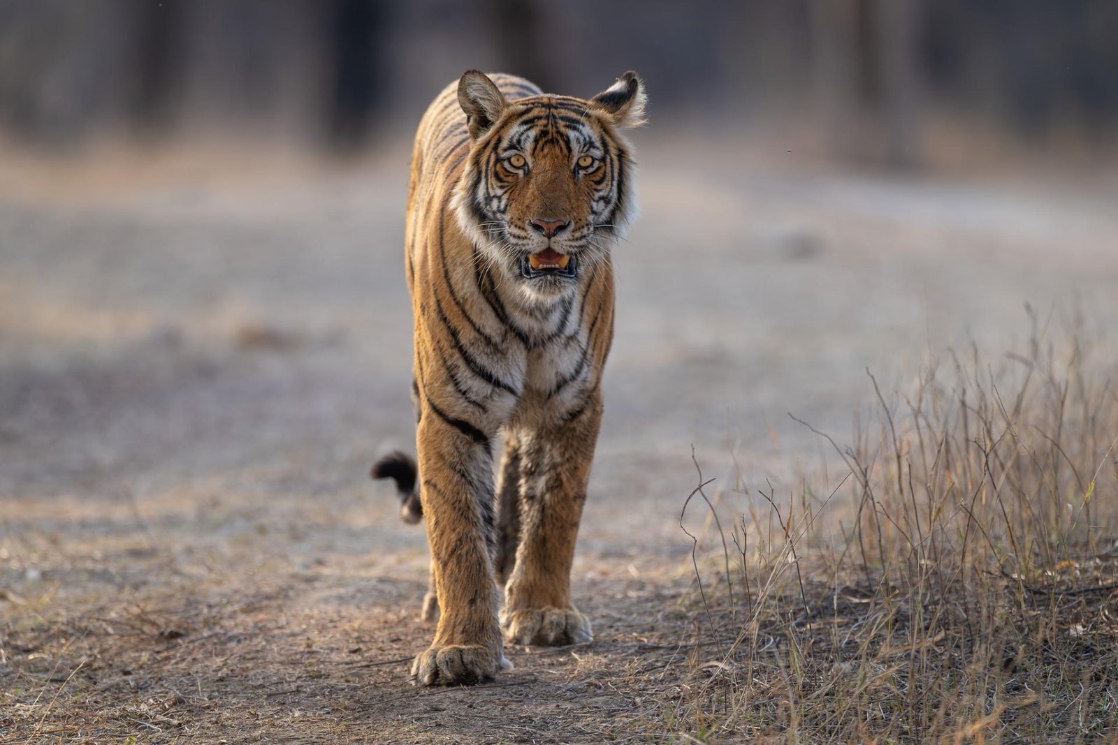 European Photography Awards Winner - The Eyes of a Tiger