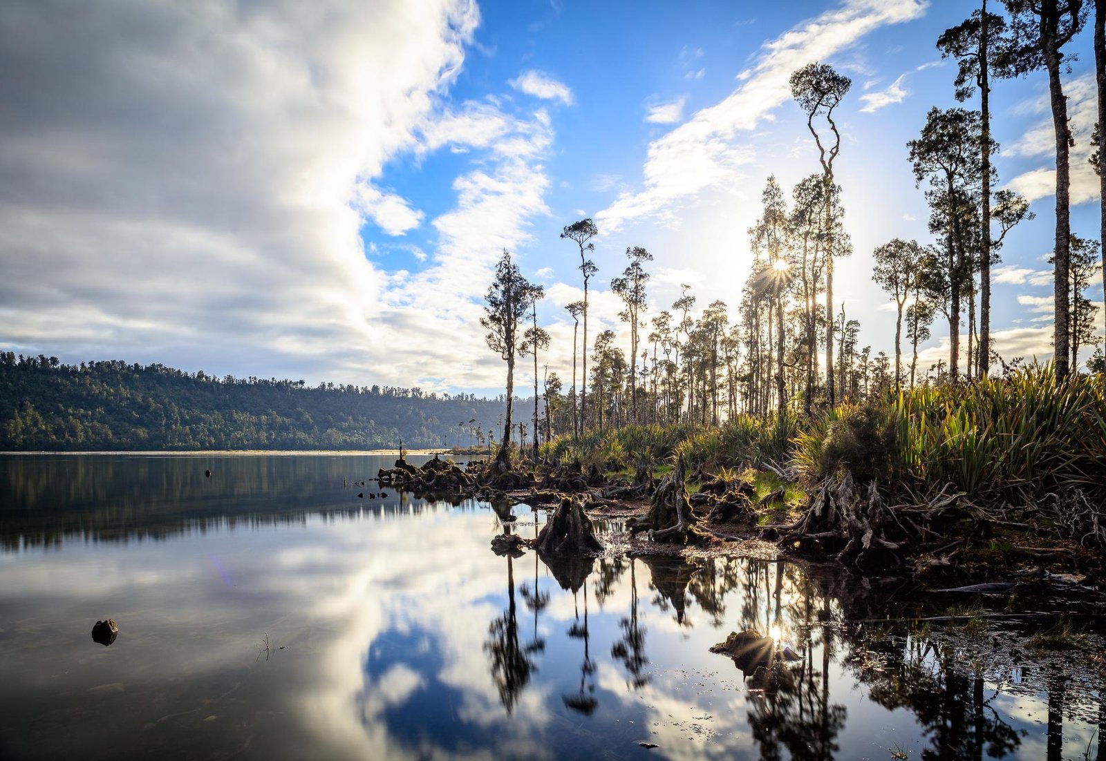European Photography Awards Winner - Kahikatea trees
