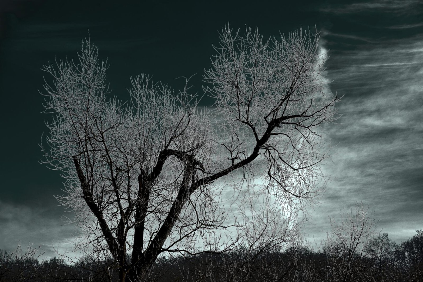 European Photography Awards Winner - Saule dénudé sous un ciel d'hiver