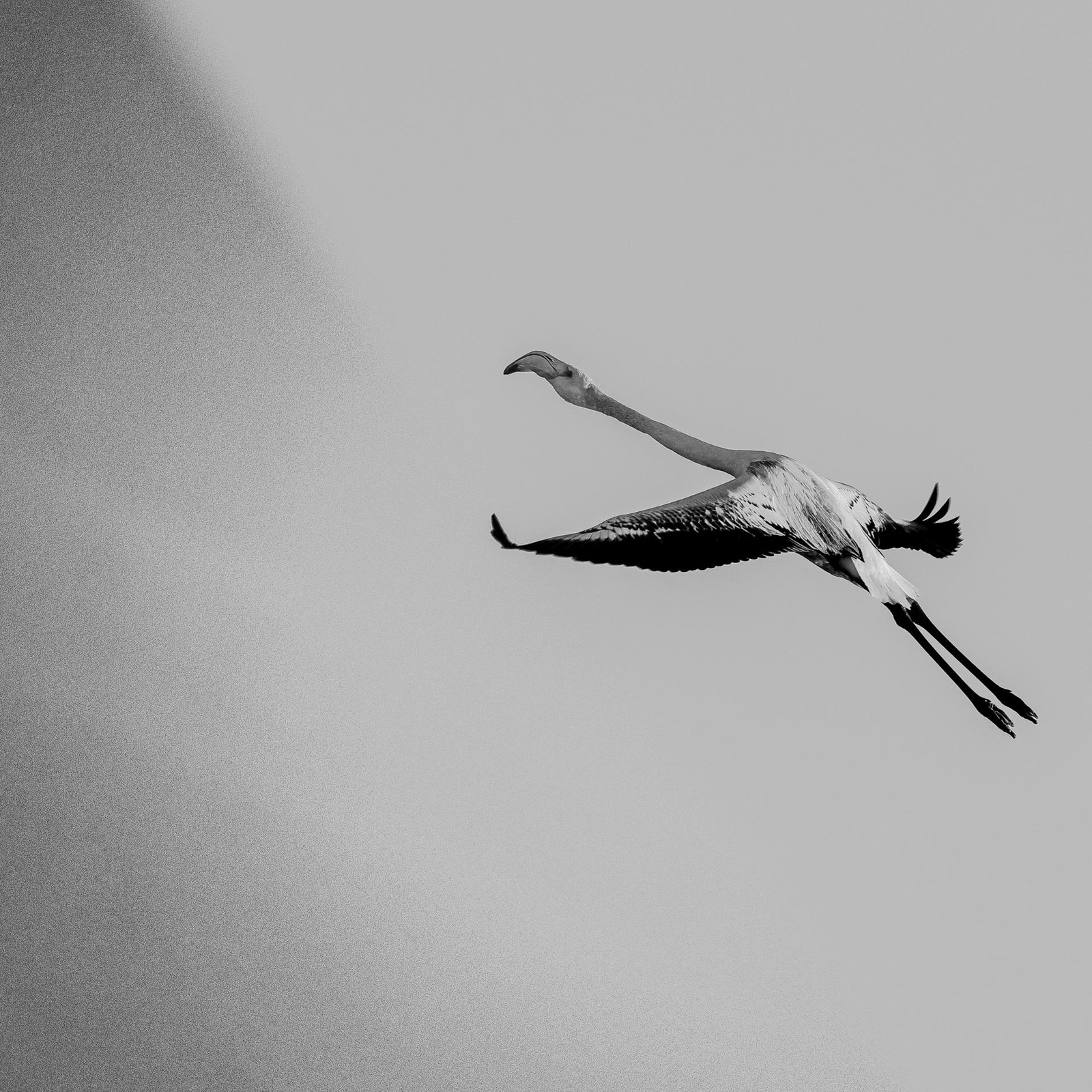 European Photography Awards Winner - The Respect