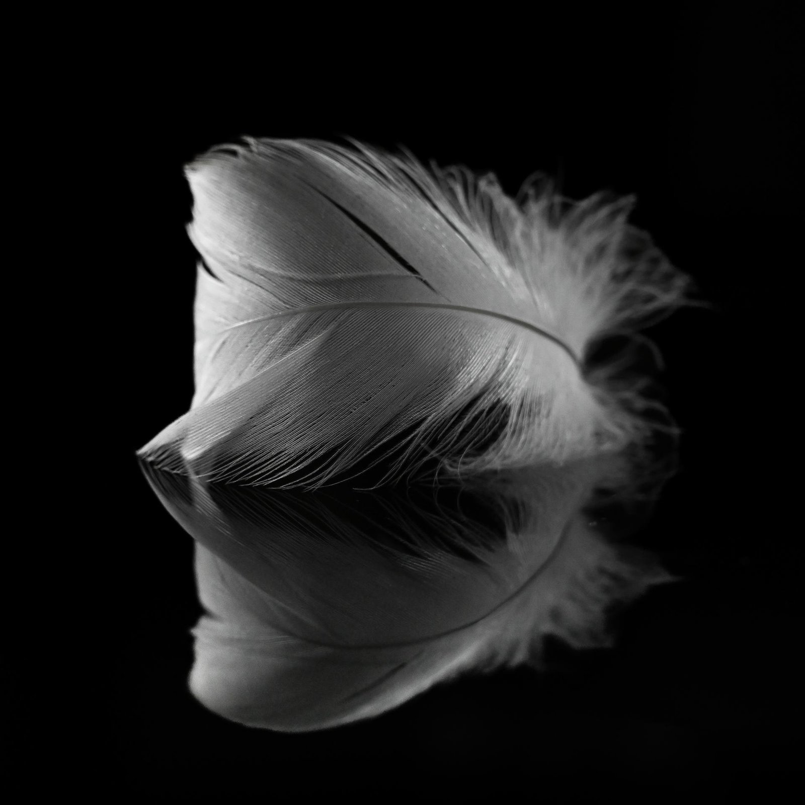 European Photography Awards Winner - Swan impressions