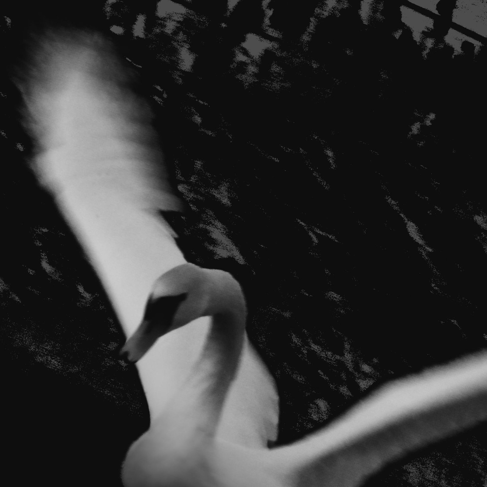 European Photography Awards Winner - Swan impressions
