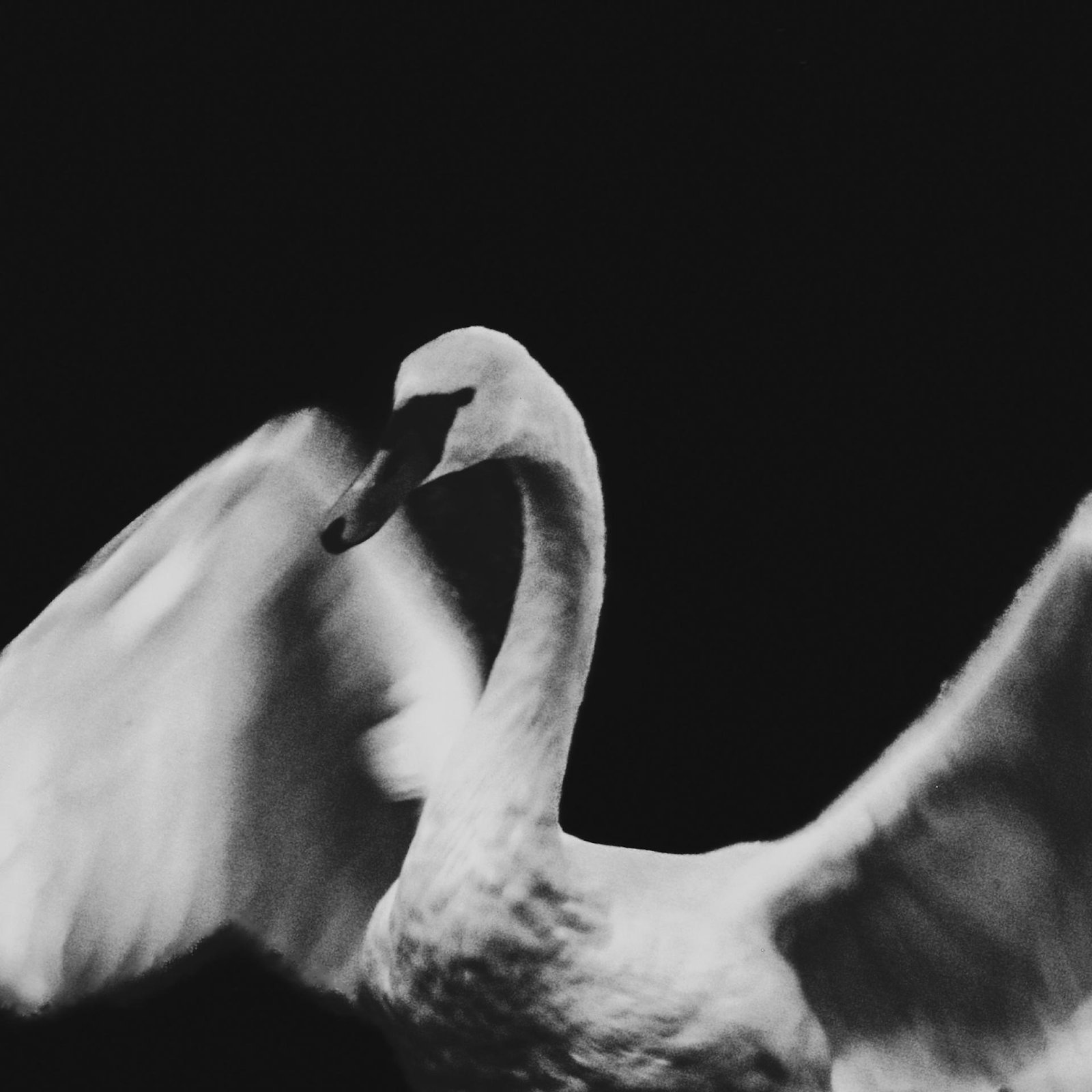 European Photography Awards Winner - Swan impressions