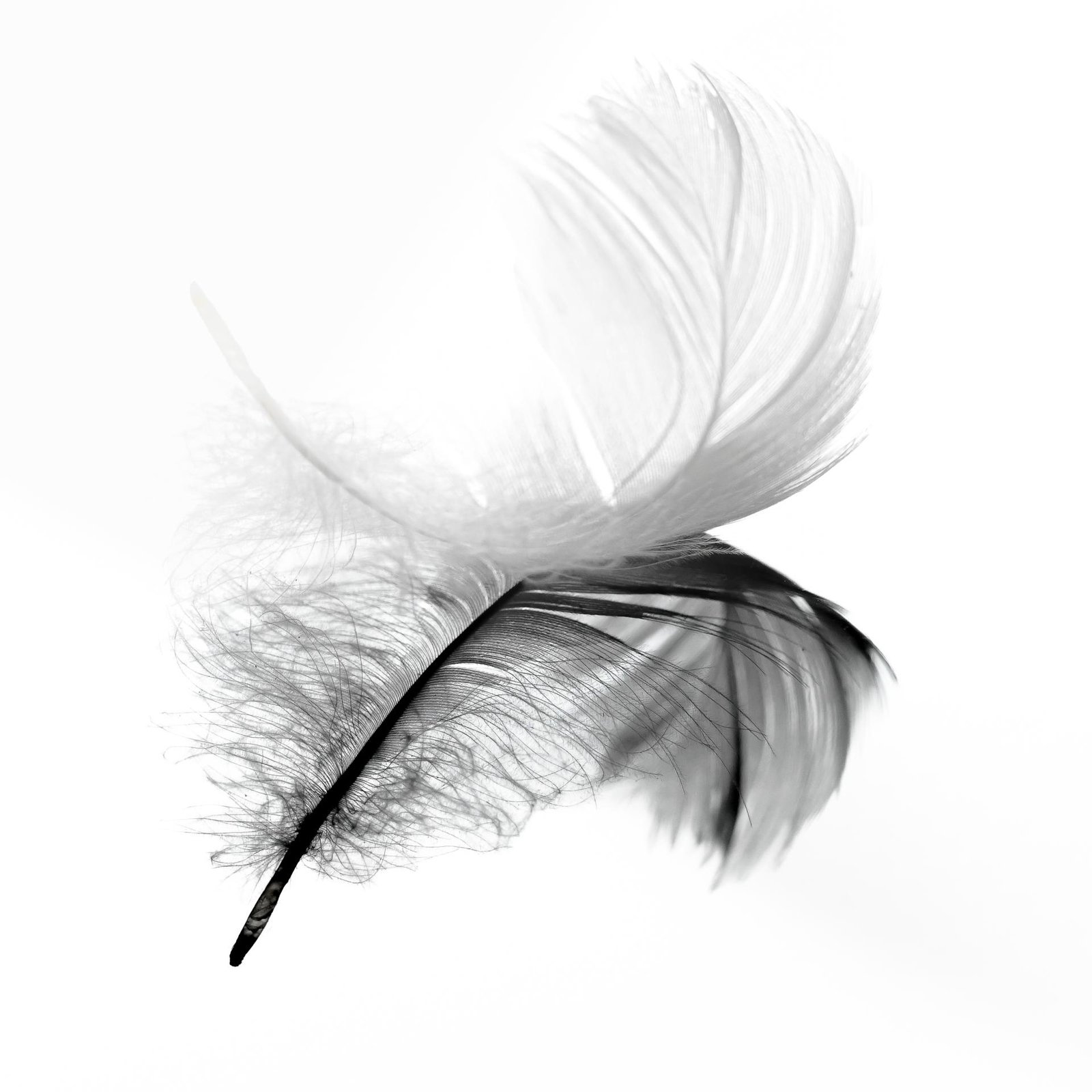 European Photography Awards Winner - Swan impressions
