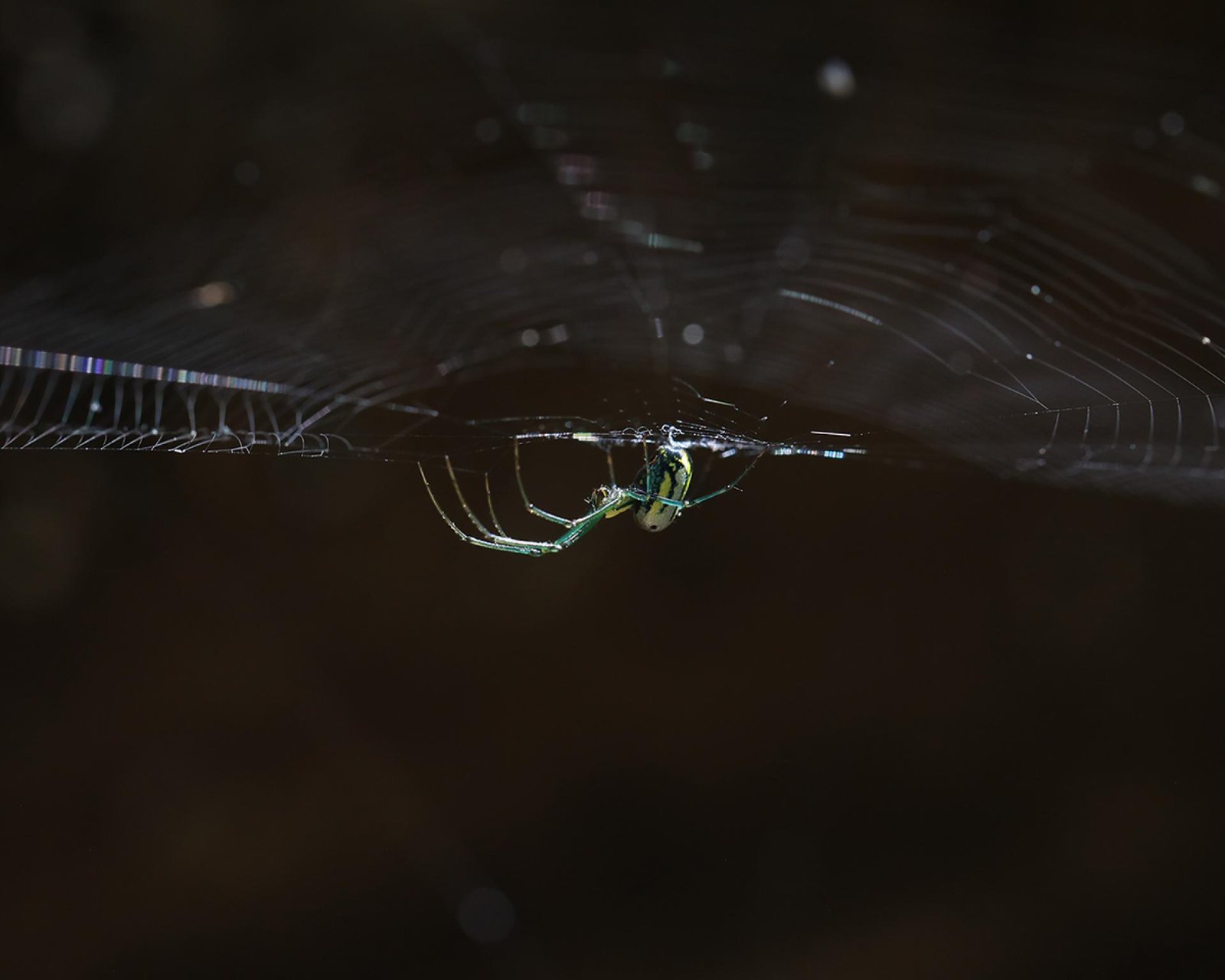 European Photography Awards Winner - Green Spider's Web