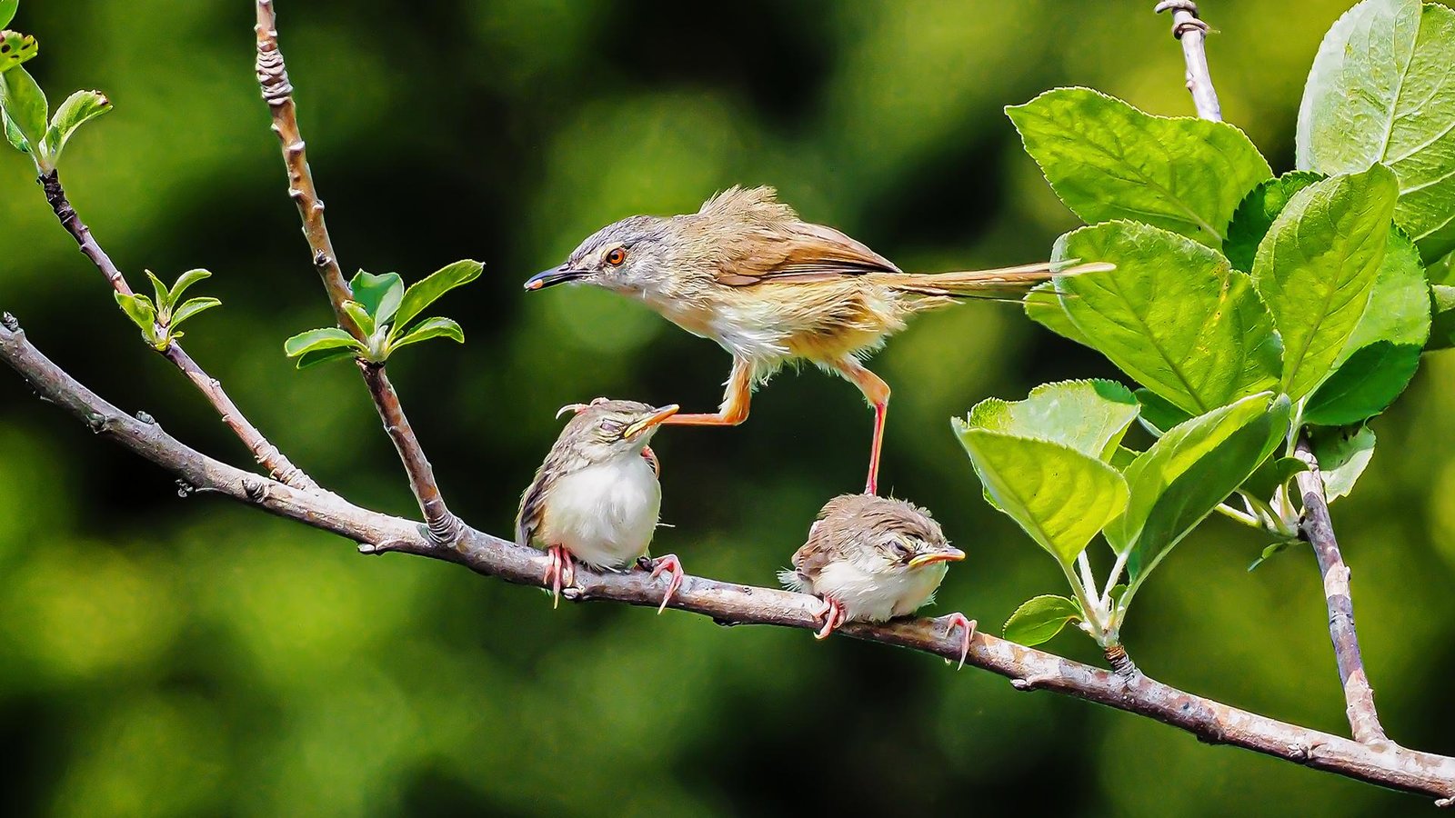 European Photography Awards Winner - Bird 08