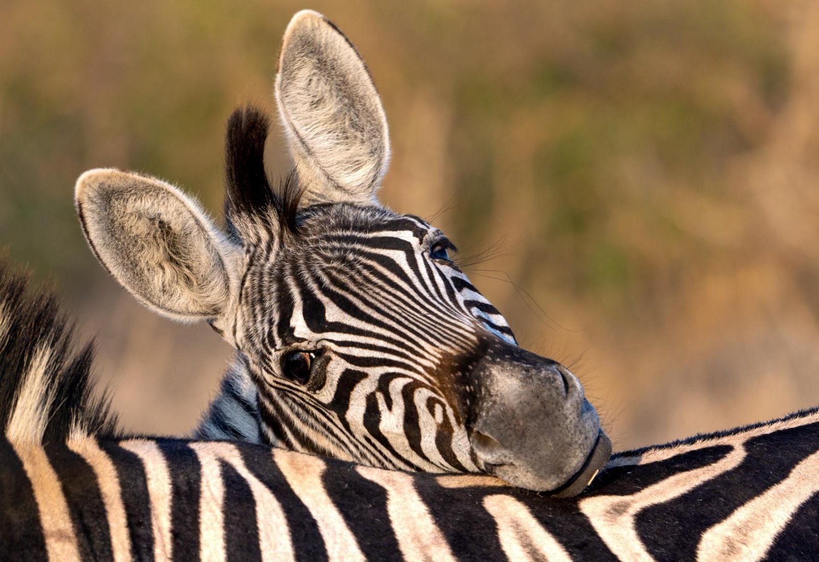 European Photography Awards Winner - Zebra Hello!