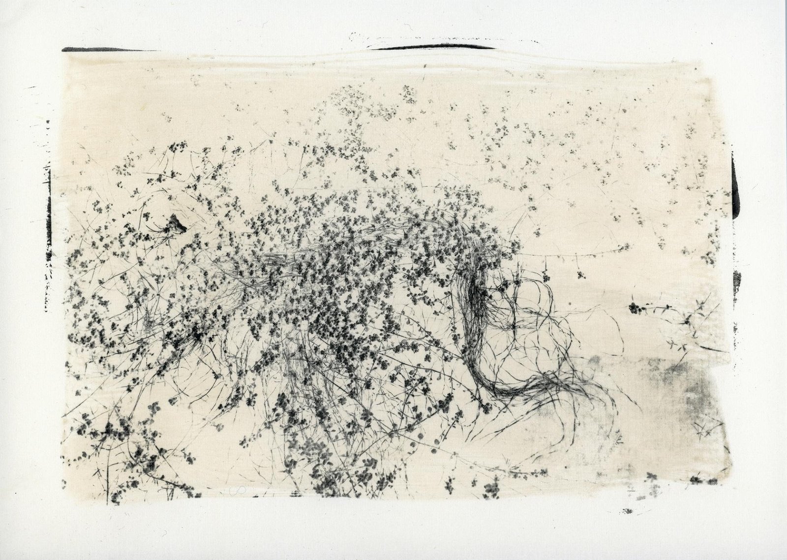 European Photography Awards Winner - Imago Plantae