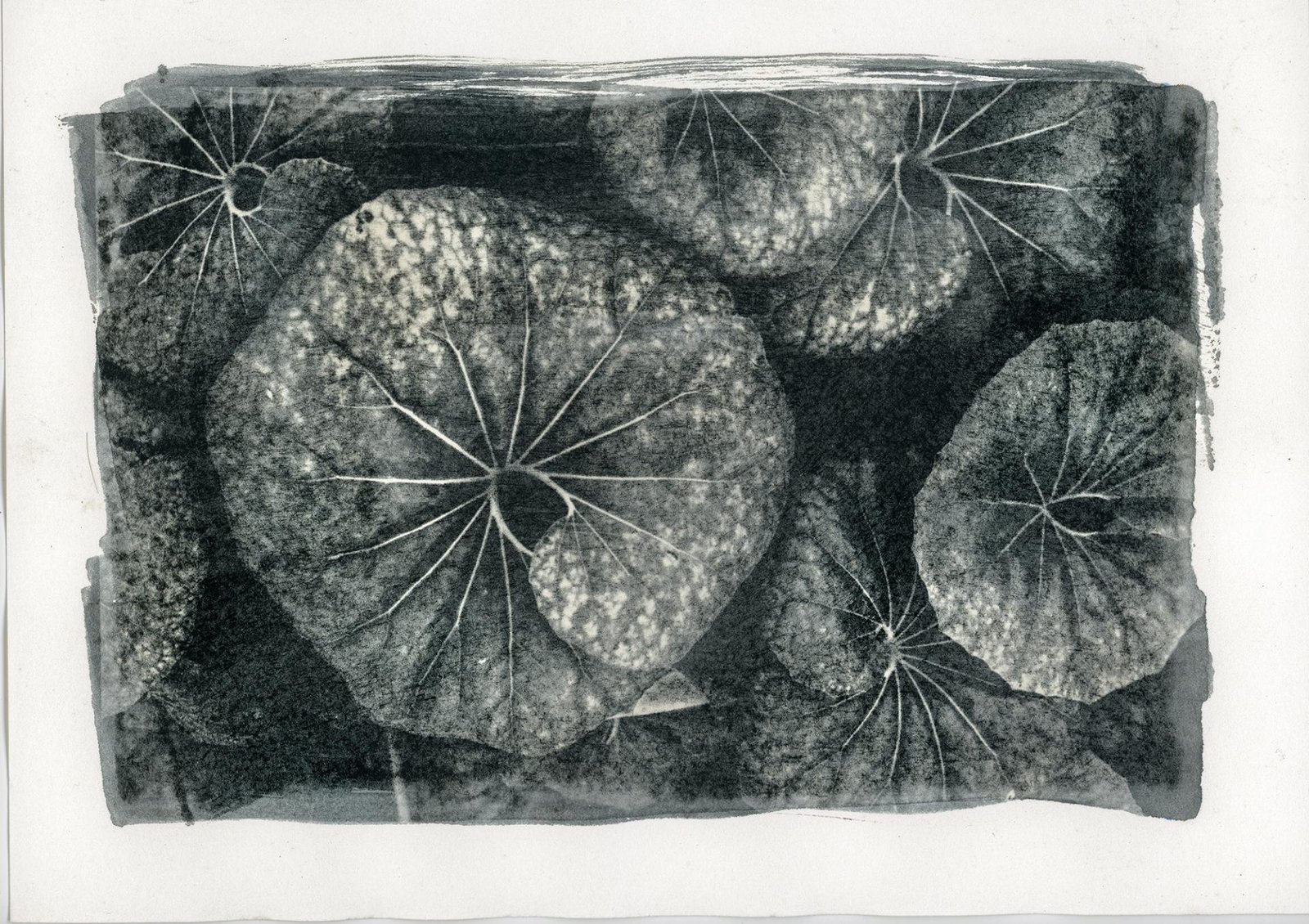 European Photography Awards Winner - Imago Plantae