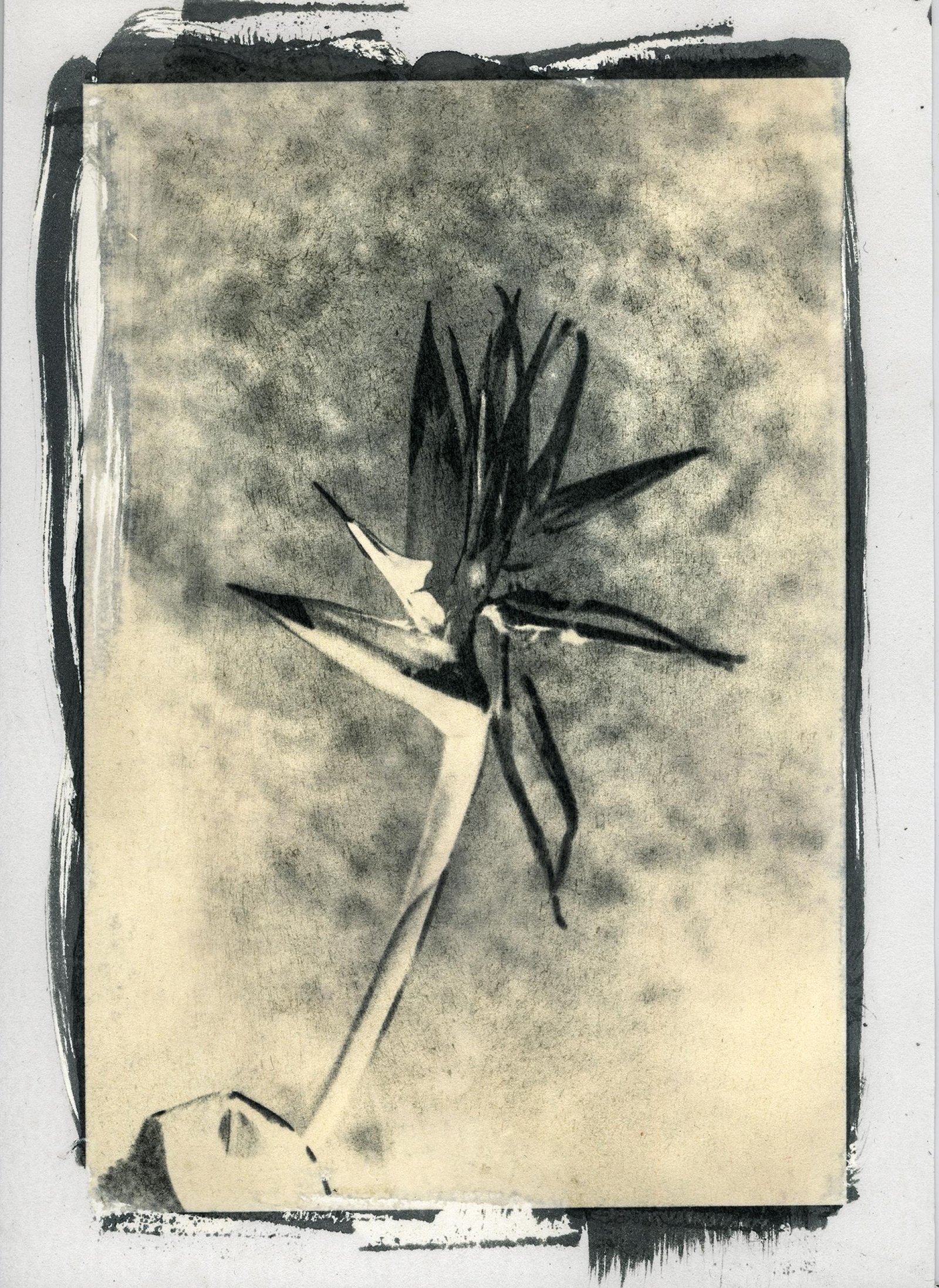European Photography Awards Winner - Imago Plantae