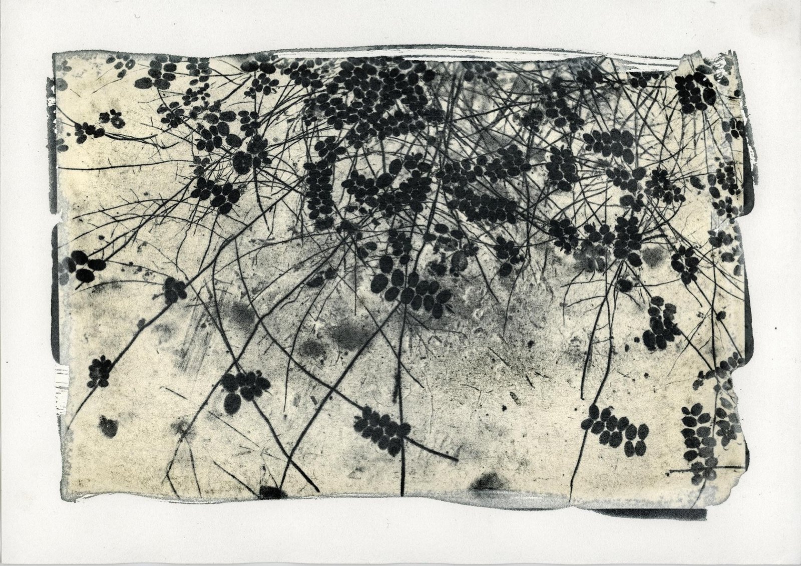 European Photography Awards Winner - Imago Plantae