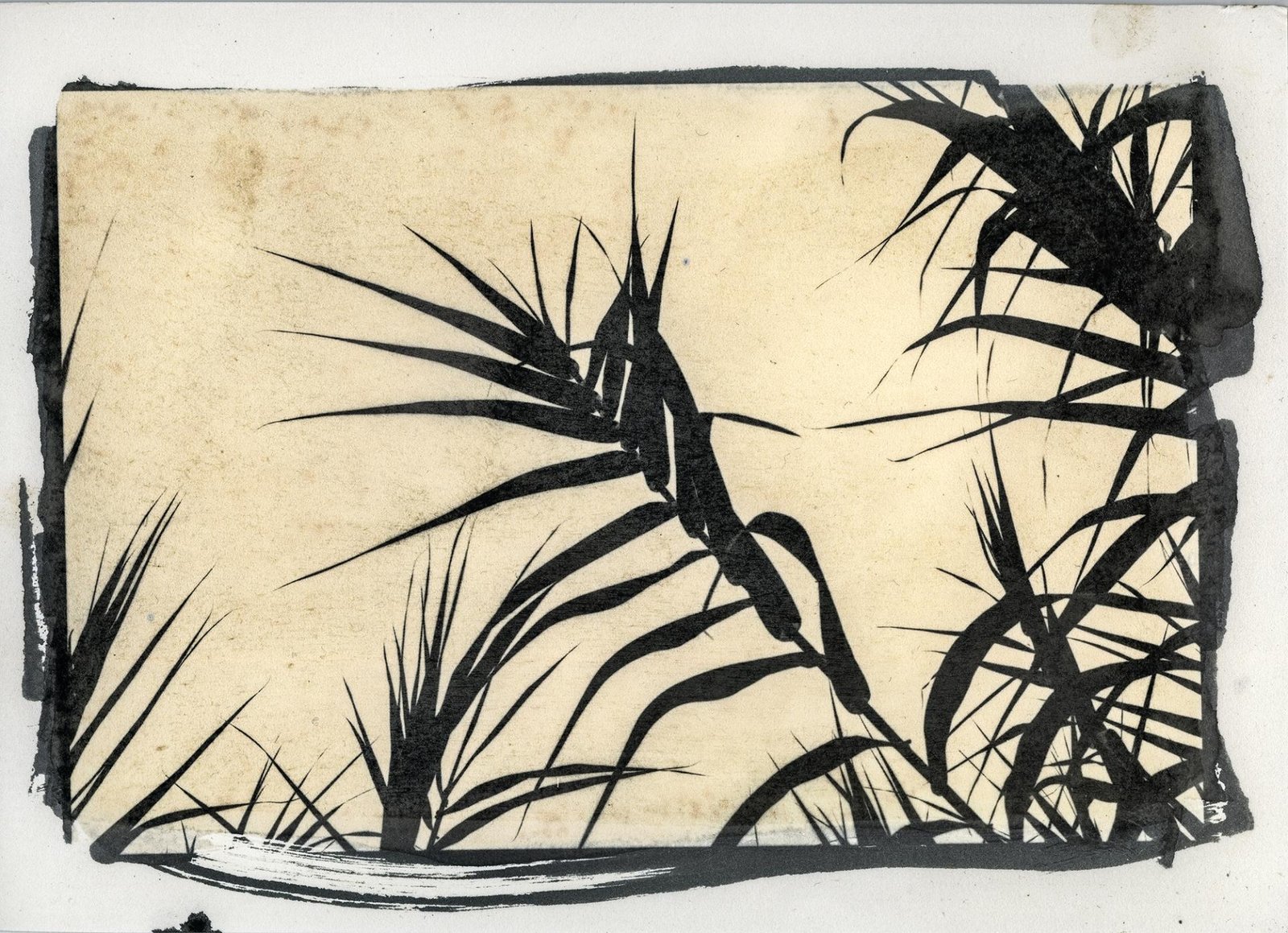 European Photography Awards Winner - Imago Plantae