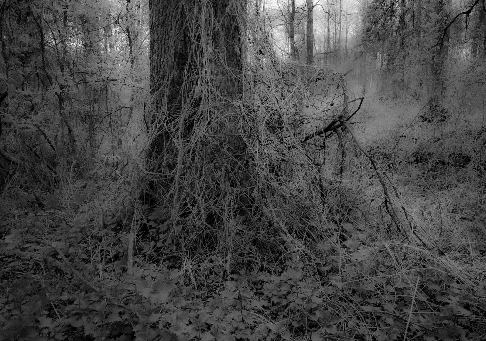 European Photography Awards Winner - UNDERGROWTH
