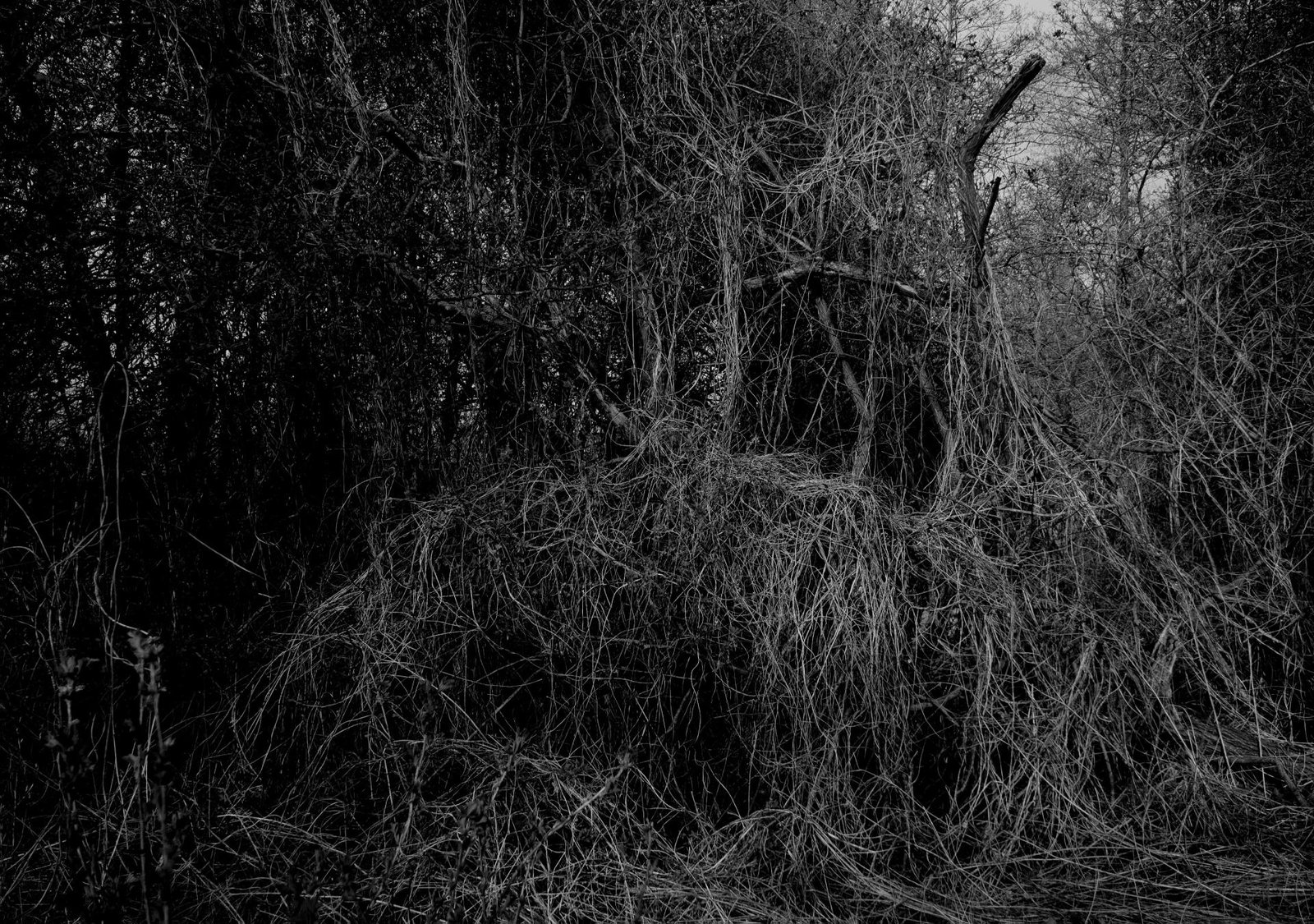 European Photography Awards Winner - UNDERGROWTH