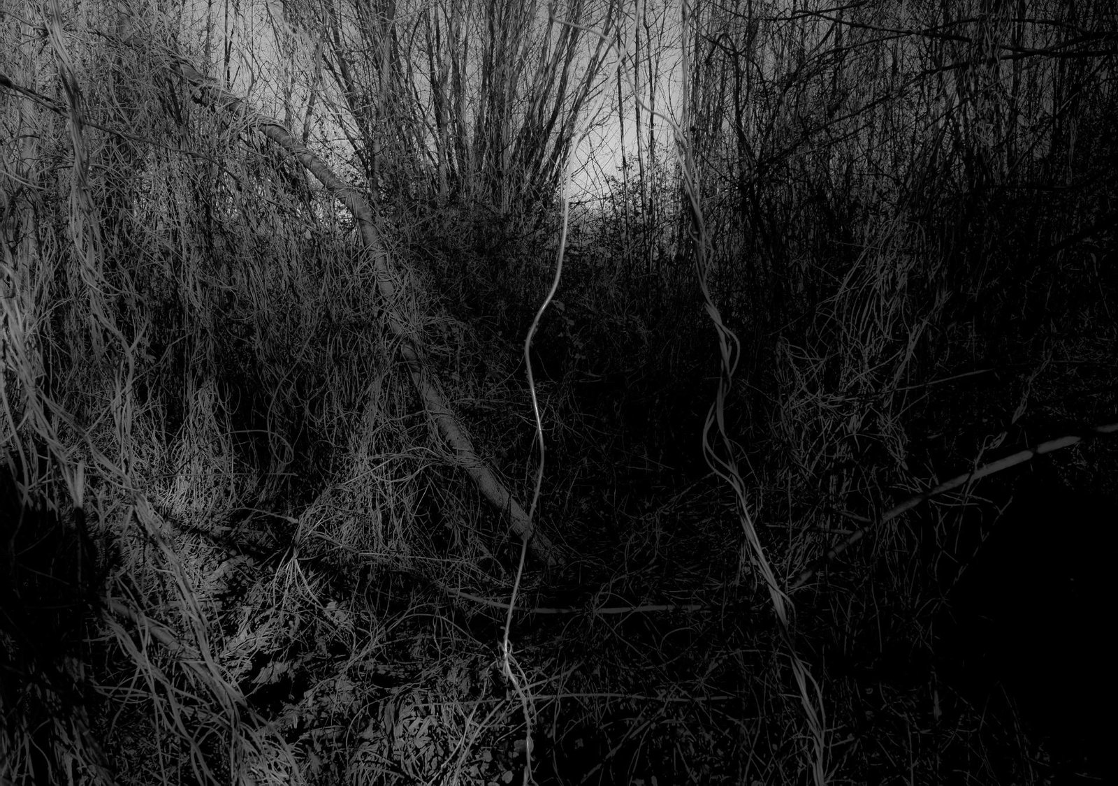 European Photography Awards Winner - UNDERGROWTH