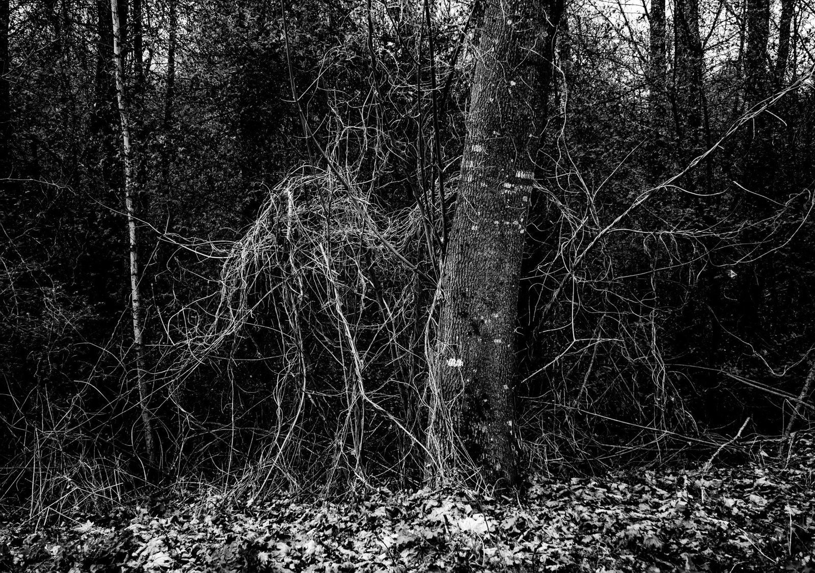 European Photography Awards Winner - UNDERGROWTH