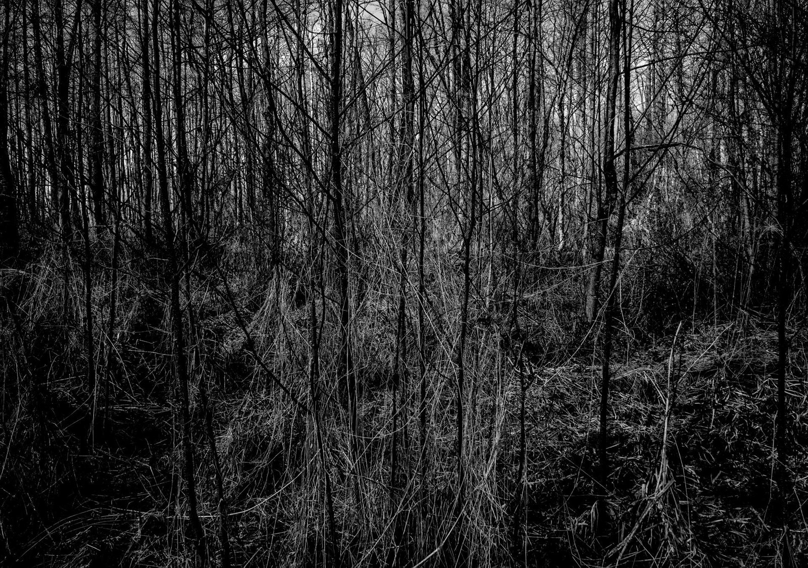European Photography Awards Winner - UNDERGROWTH